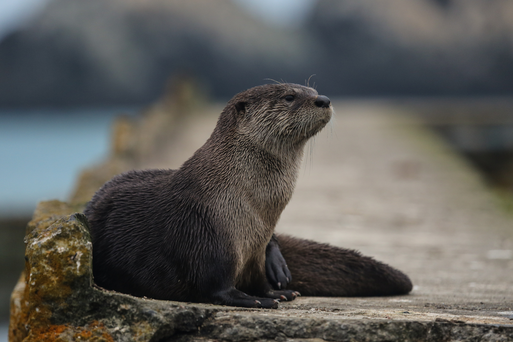 Otter wallpapers, Playful nature, Cute and cuddly, Beautiful backgrounds, 2050x1370 HD Desktop