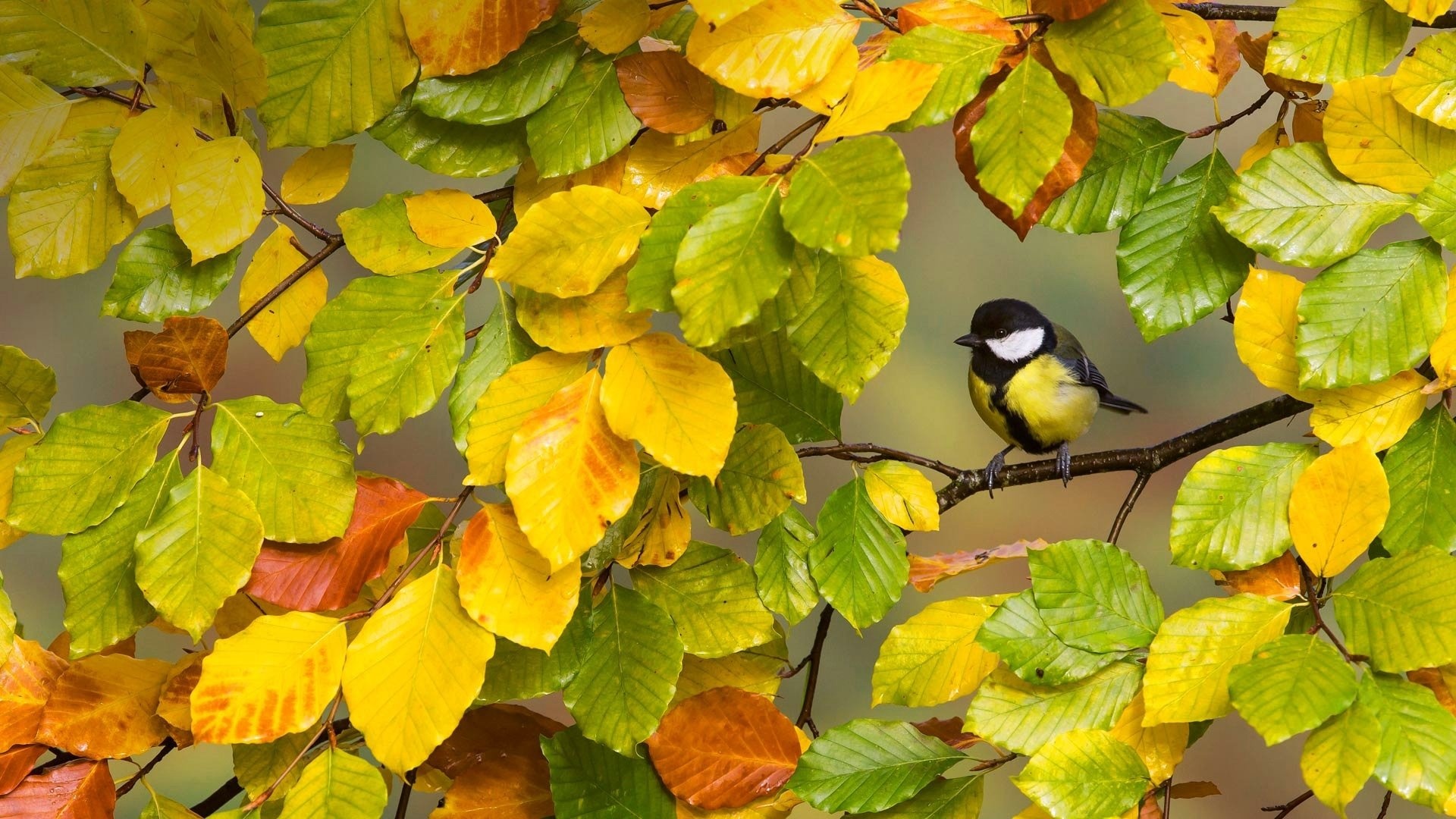 Sinichka, Autumn branch, Free, Cute, 1920x1080 Full HD Desktop