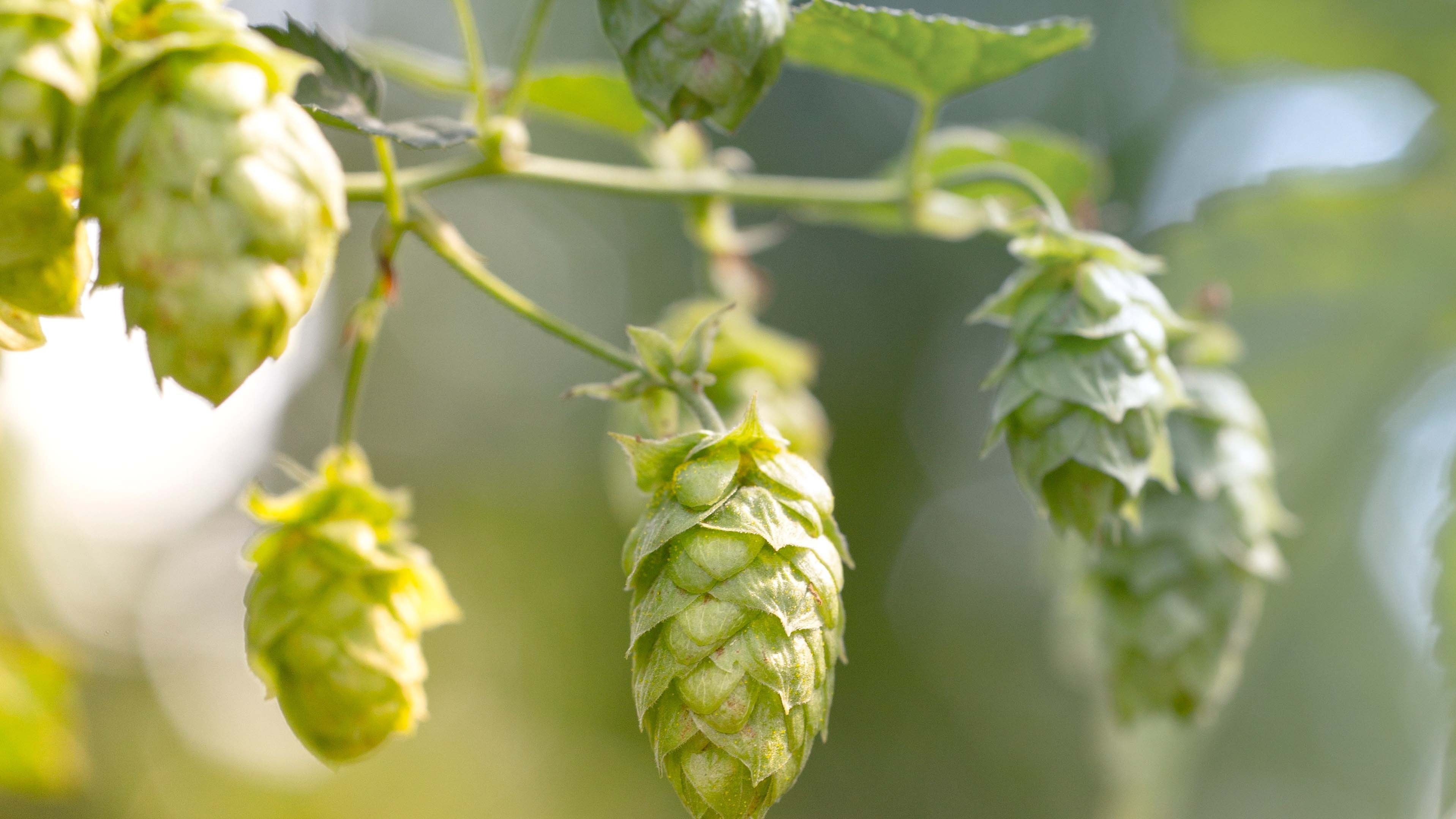 Garden hops, Floral vines, Hop cones, Botanical brewing, 3840x2160 HD Desktop