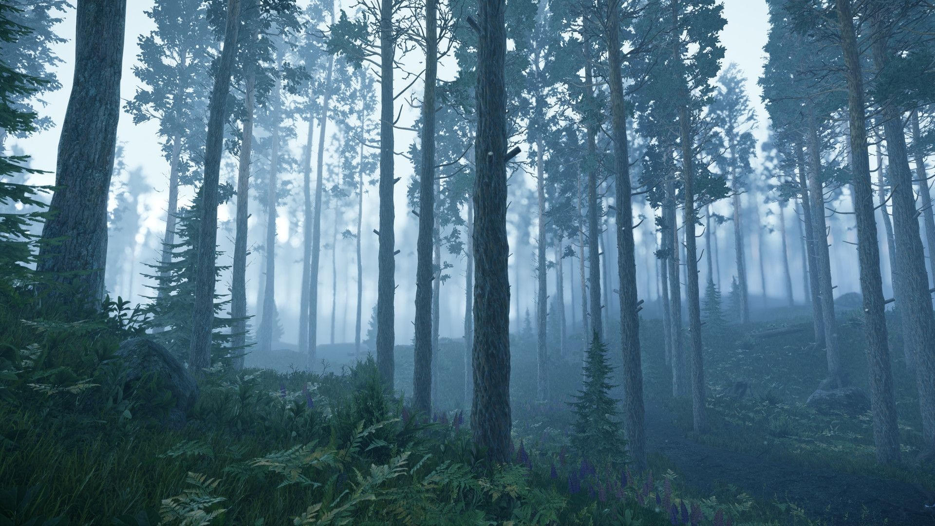 misty pine forest, green fern undergrowth, dense blue atmospheric fog, Full HD Desktop wallpaper