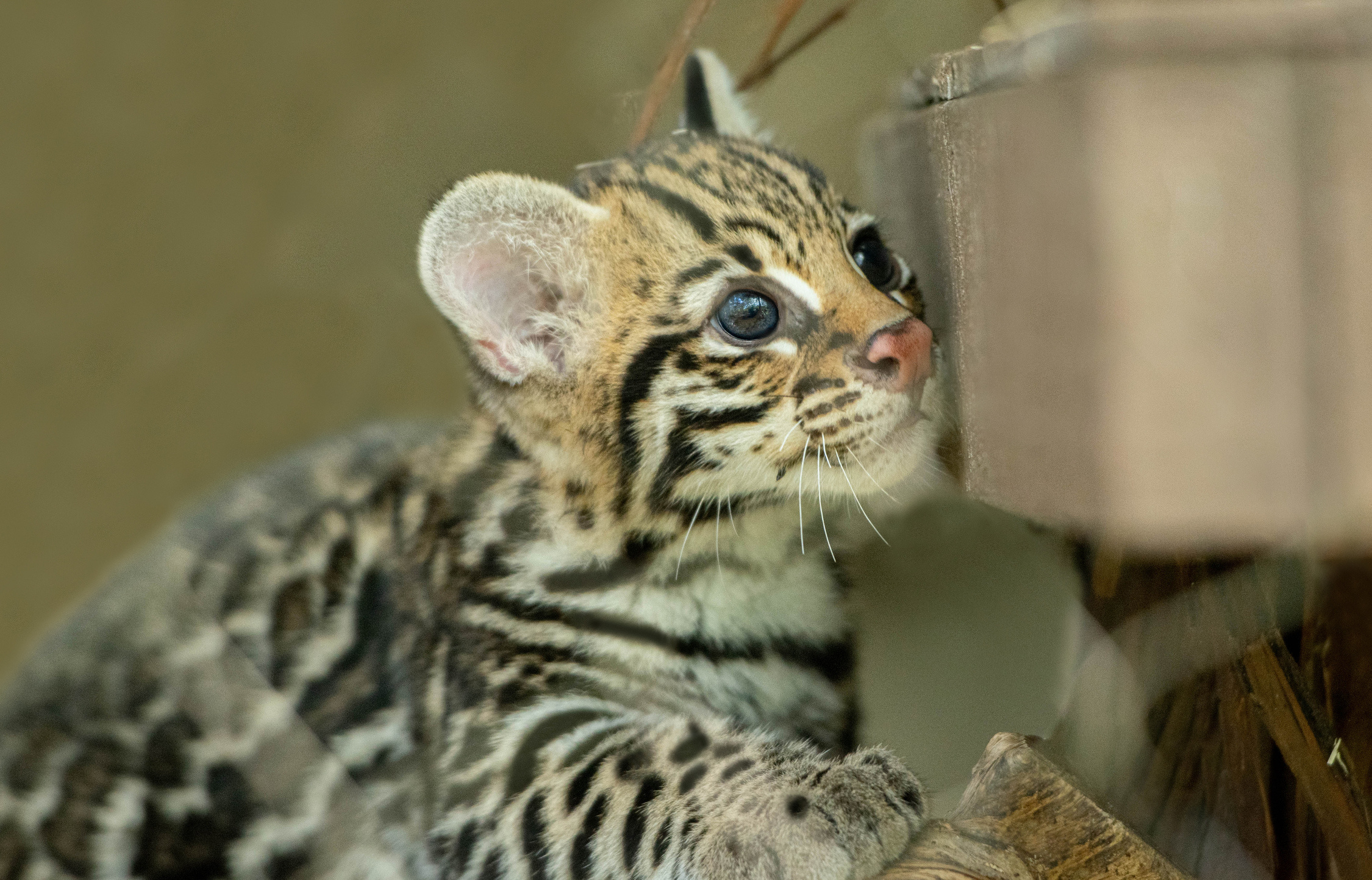 Cub, Ocelots Wallpaper, 2250x1450 HD Desktop