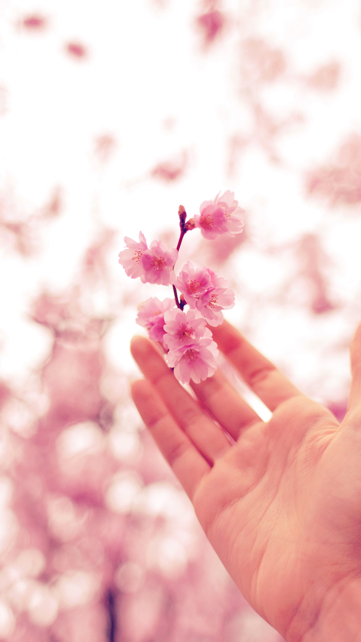 Pink sakura blossom sprig, Open human palm, Blurred pink floral bokeh, HD Phone wallpaper