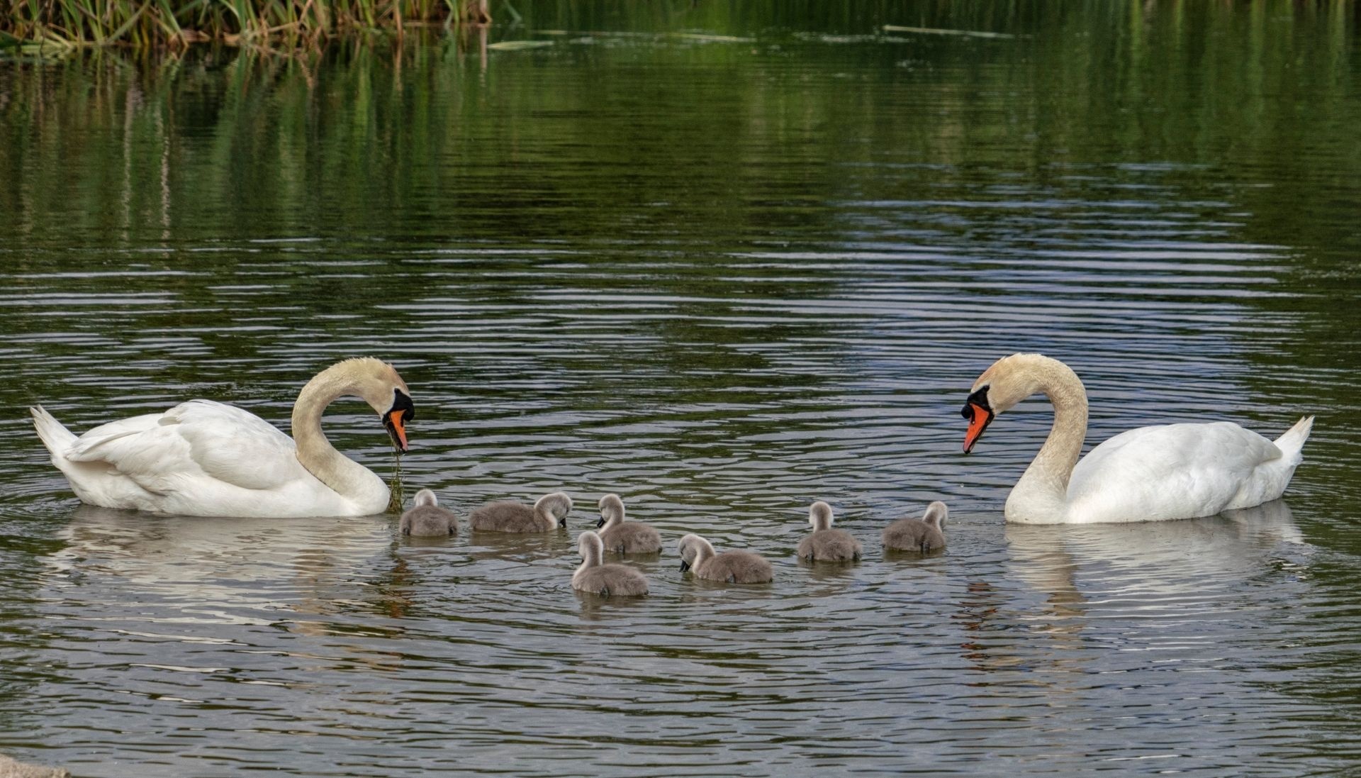 Swan, Animals, Graceful birds, 1920x1100 HD Desktop