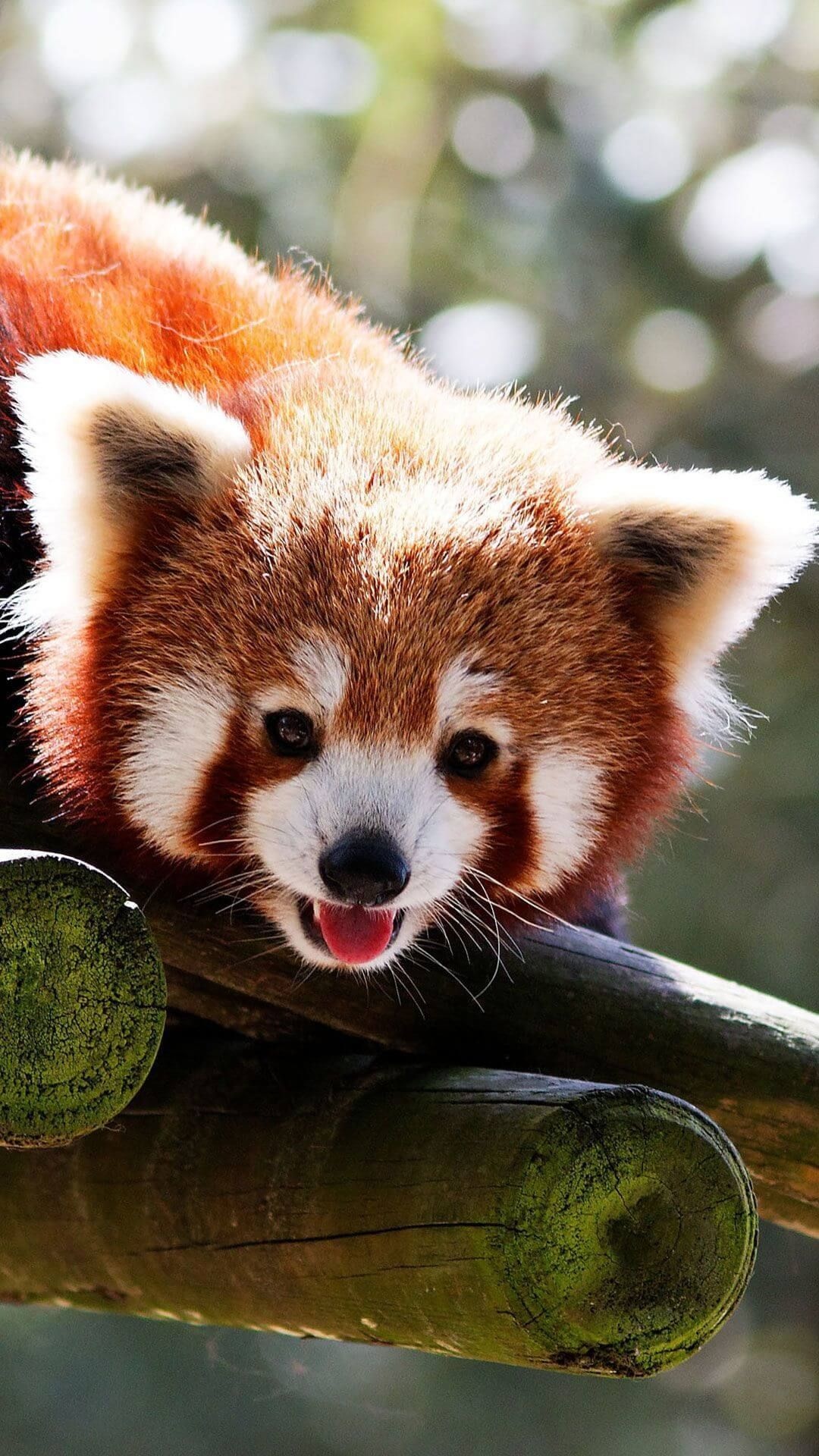 Red panda, Baby Animal Wallpaper, 1080x1920 Full HD Phone