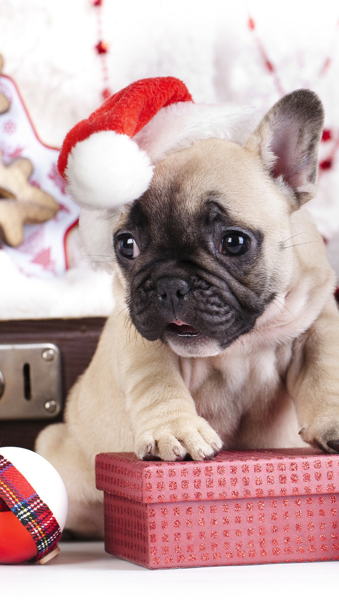 French Bulldog, Puppy images, Cute animals, Holiday wallpapers, 1080x1920 Full HD Phone