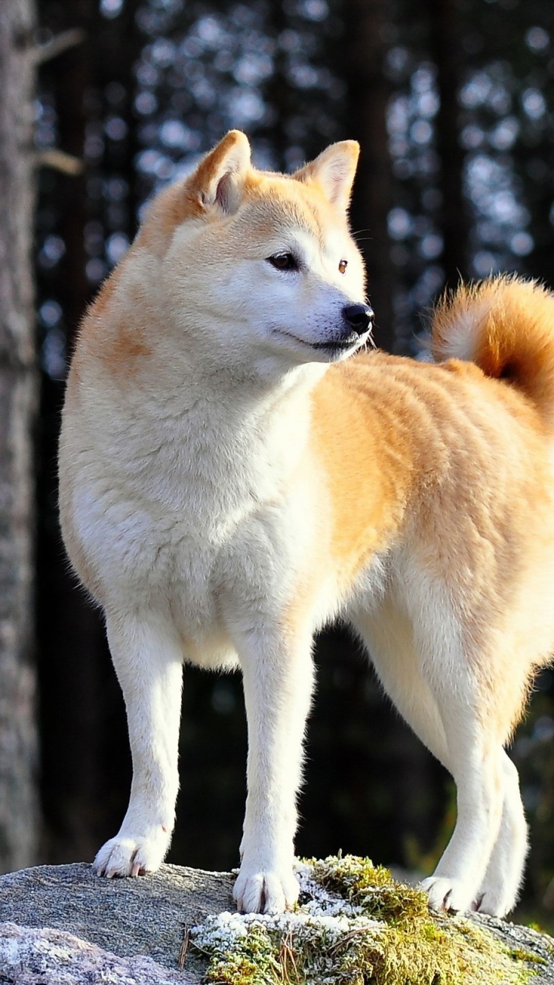 Akita inu wallpapers, top free backgrounds, 1080x1920 Full HD Phone