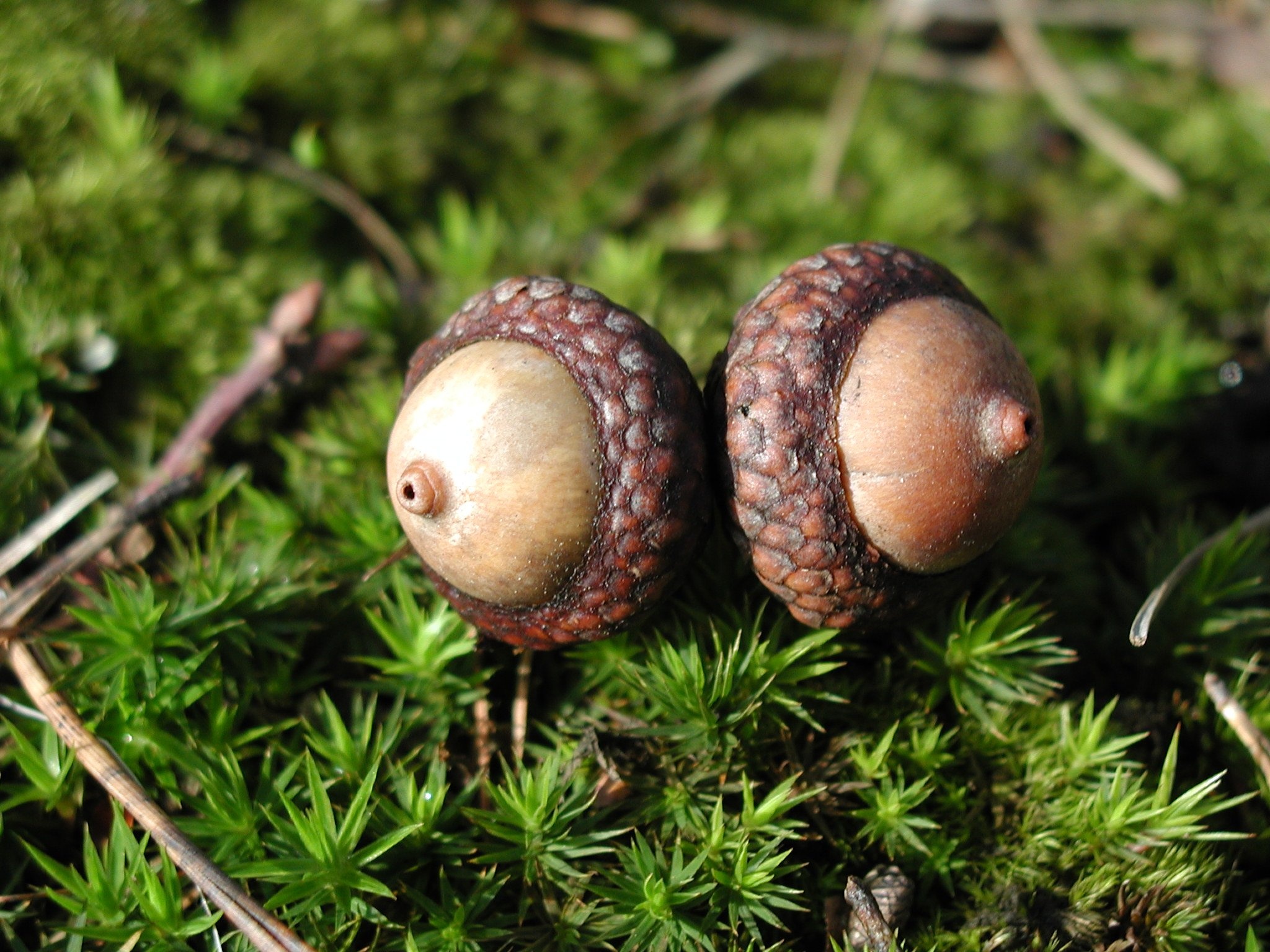 Tree nature forest, Woody plant land plant, Acorn coconut seeds, Chestnut cores, 2050x1540 HD Desktop