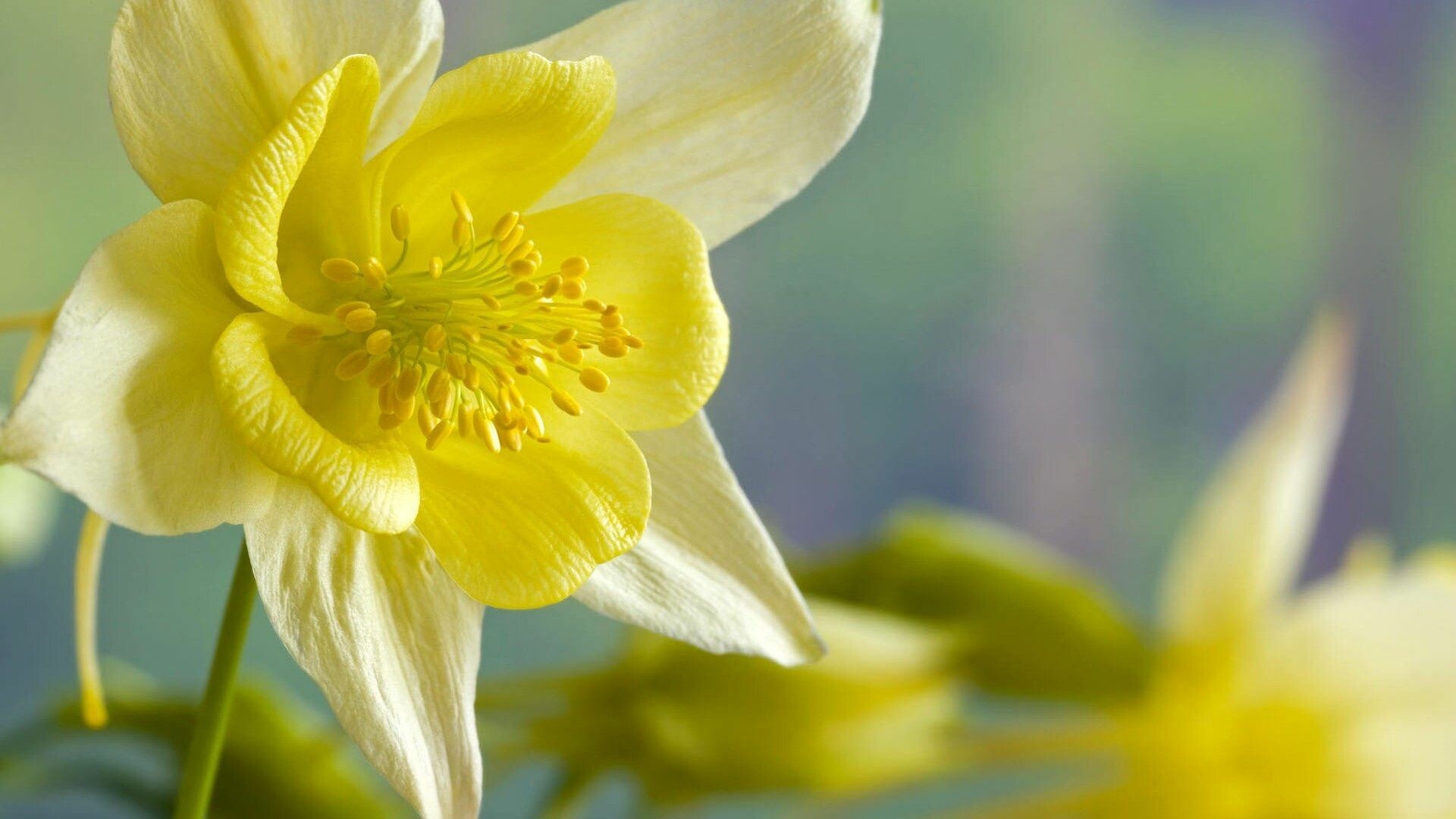 Daffodil wallpapers, Eye-catching backgrounds, Floral beauty, Nature's masterpiece, 1920x1080 Full HD Desktop