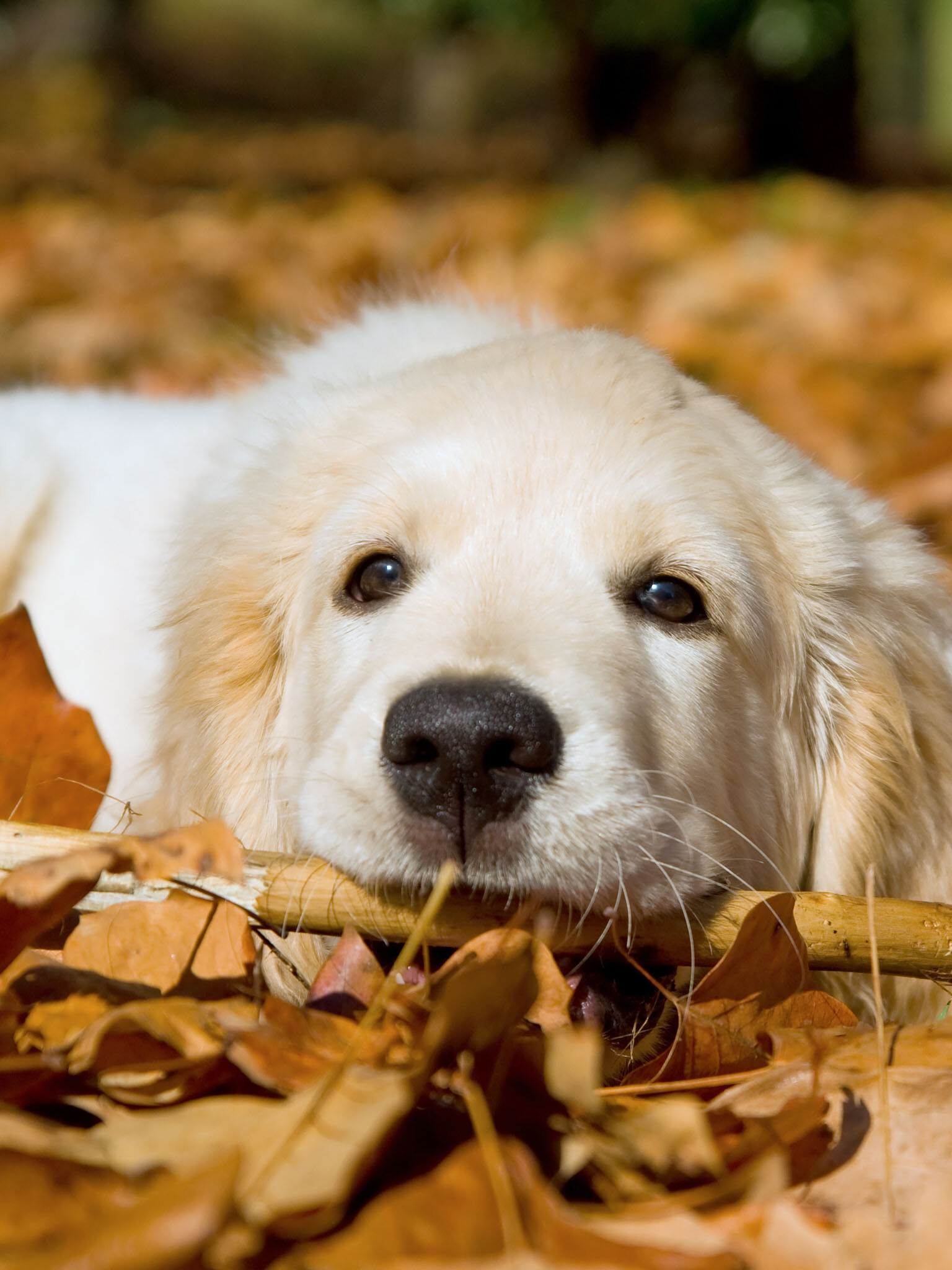 Golden Retriever Pup, Springtime delight, Free wallpaper download, Golden cuteness, 1540x2050 HD Phone