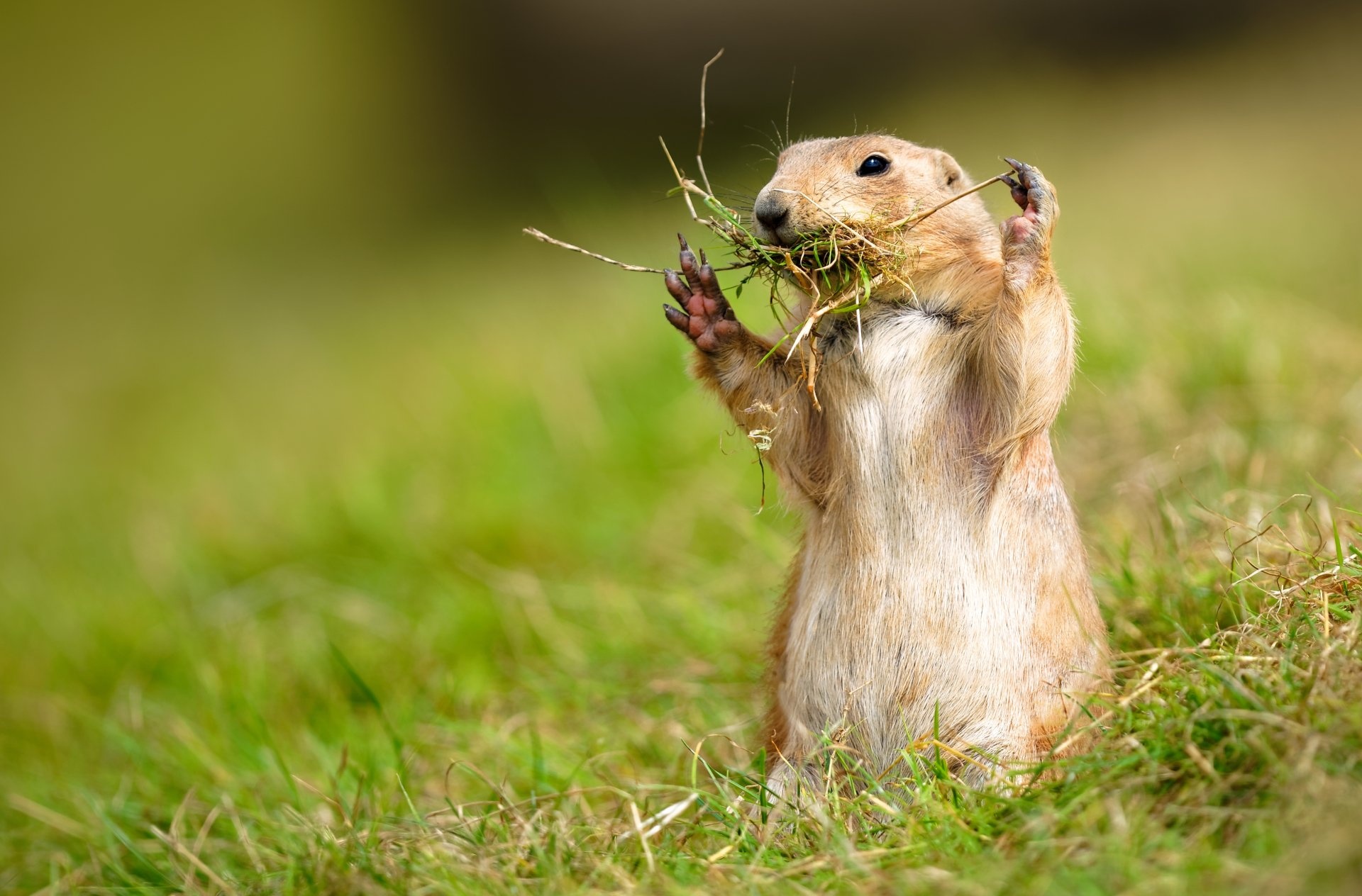 Prairie Dog Wallpapers, Top free backgrounds, 1920x1270 HD Desktop