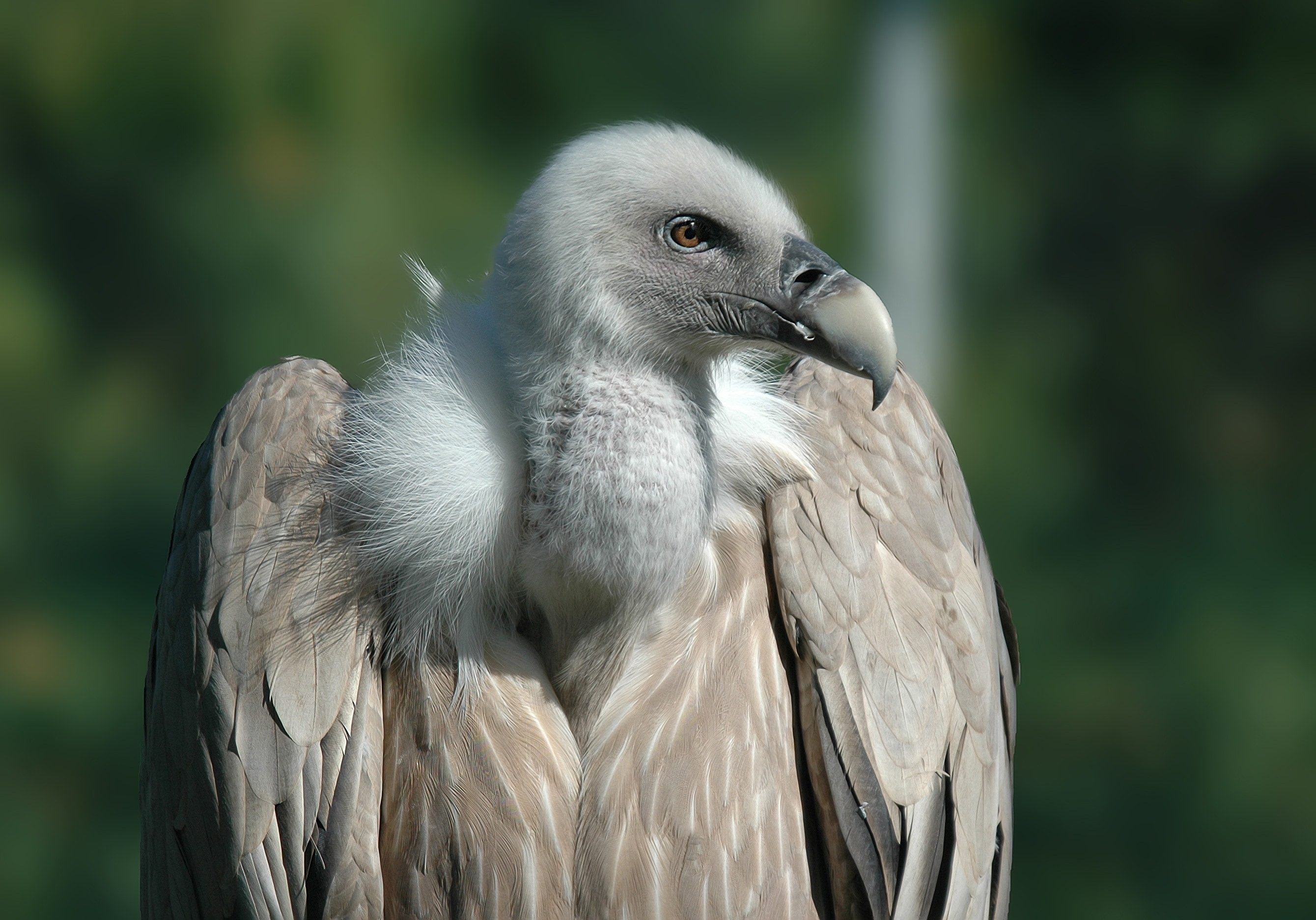 Brown and Gray, Vulture free image, Peakpx, 2680x1880 HD Desktop