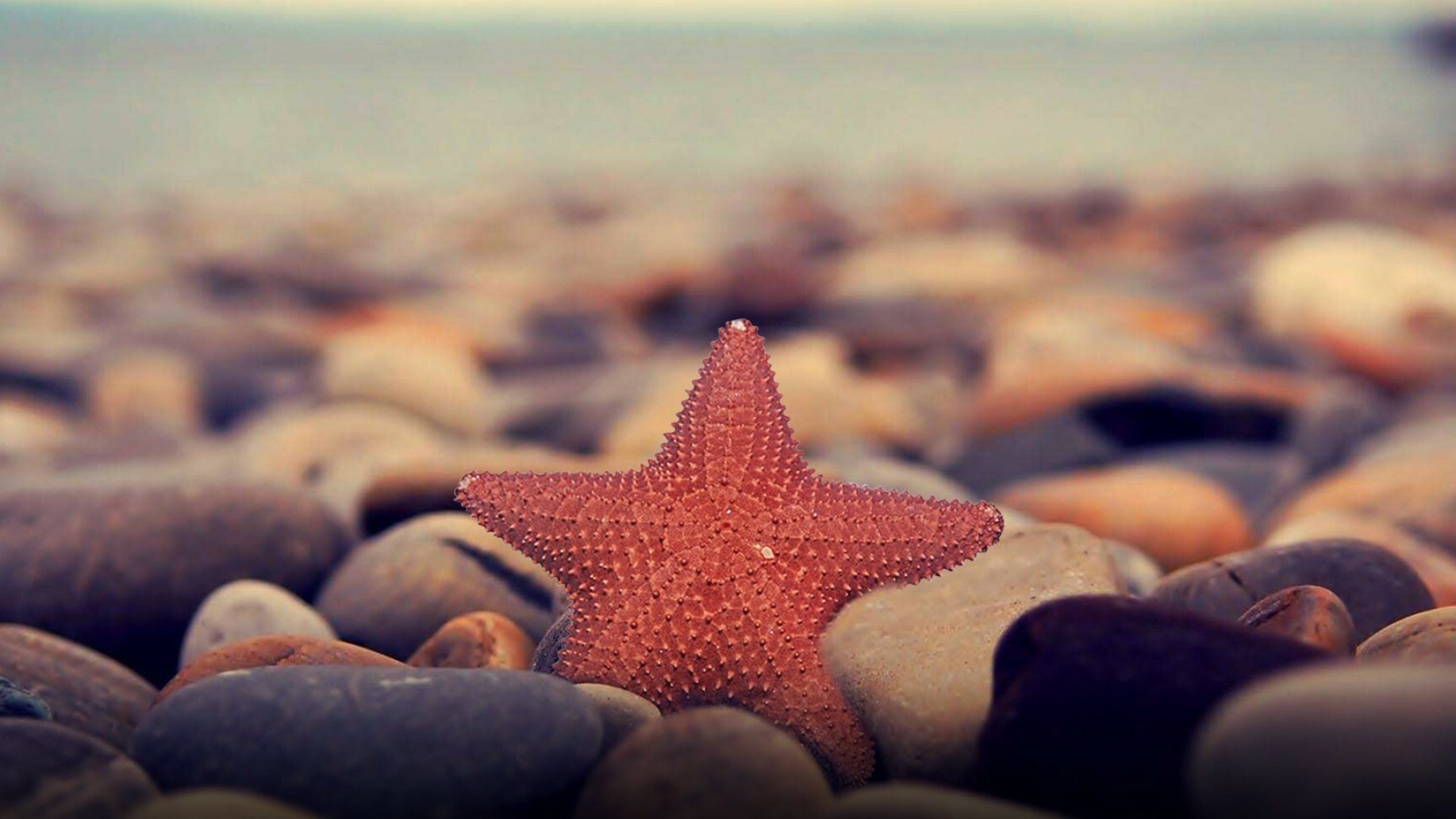 Starfish, Colorful wallpapers, Ocean life, Underwater photography, 1920x1080 Full HD Desktop