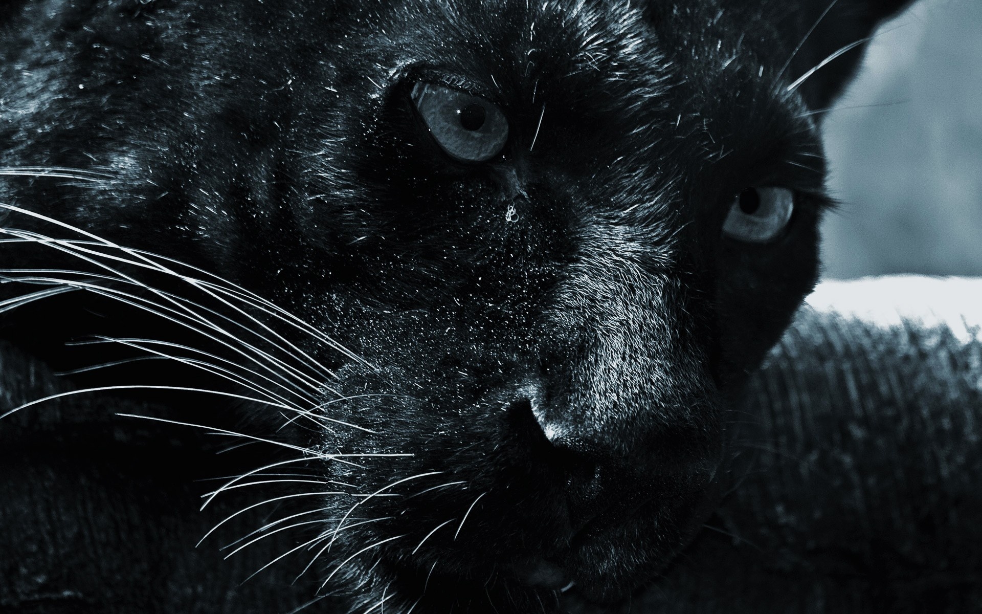 Desktop, Wallpapers, Big Cats, Panthers, 1920x1200 HD Desktop