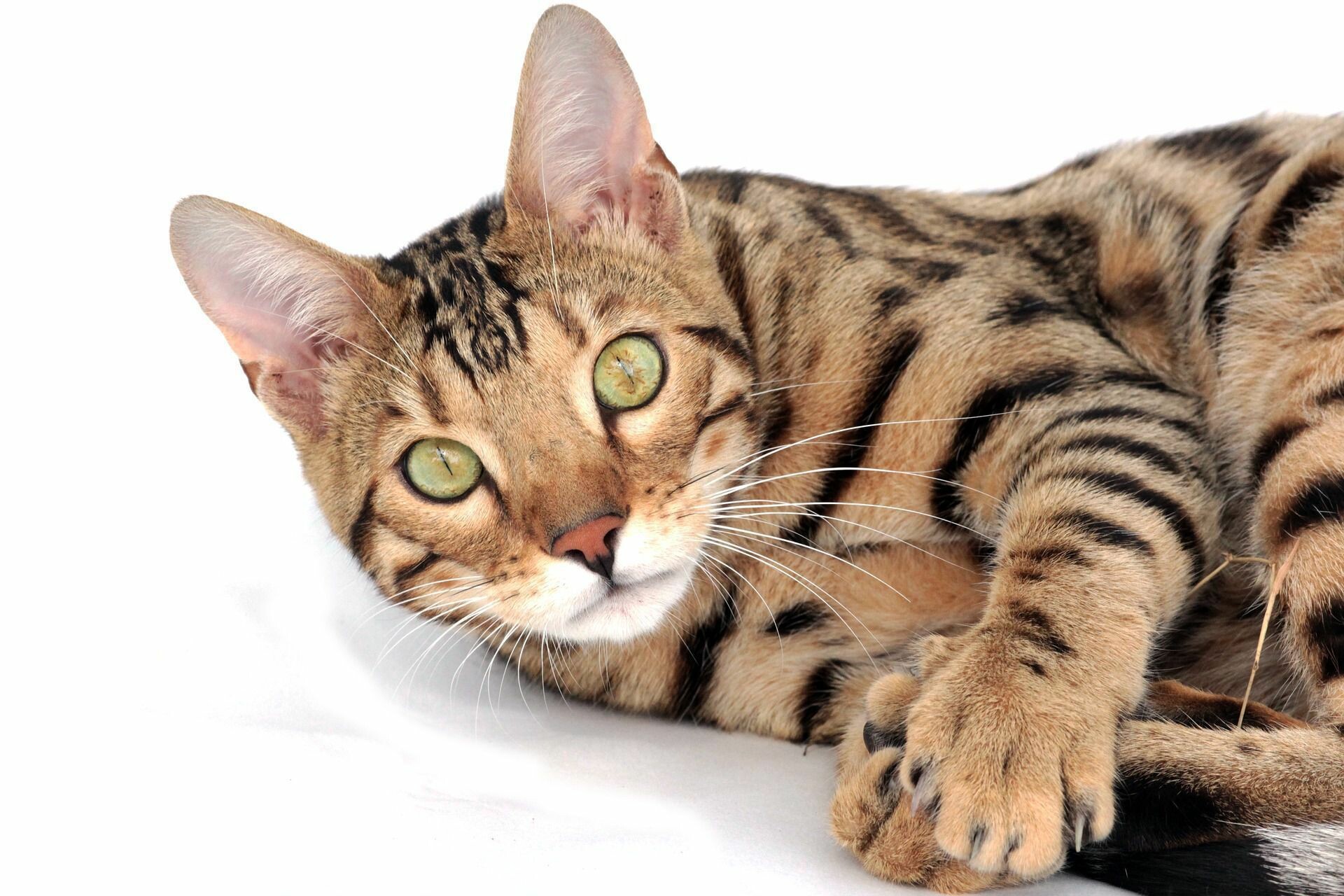 Bengal Cat, Graceful leopard-like spots, Sleek and muscular, Exotic feline, 1920x1280 HD Desktop