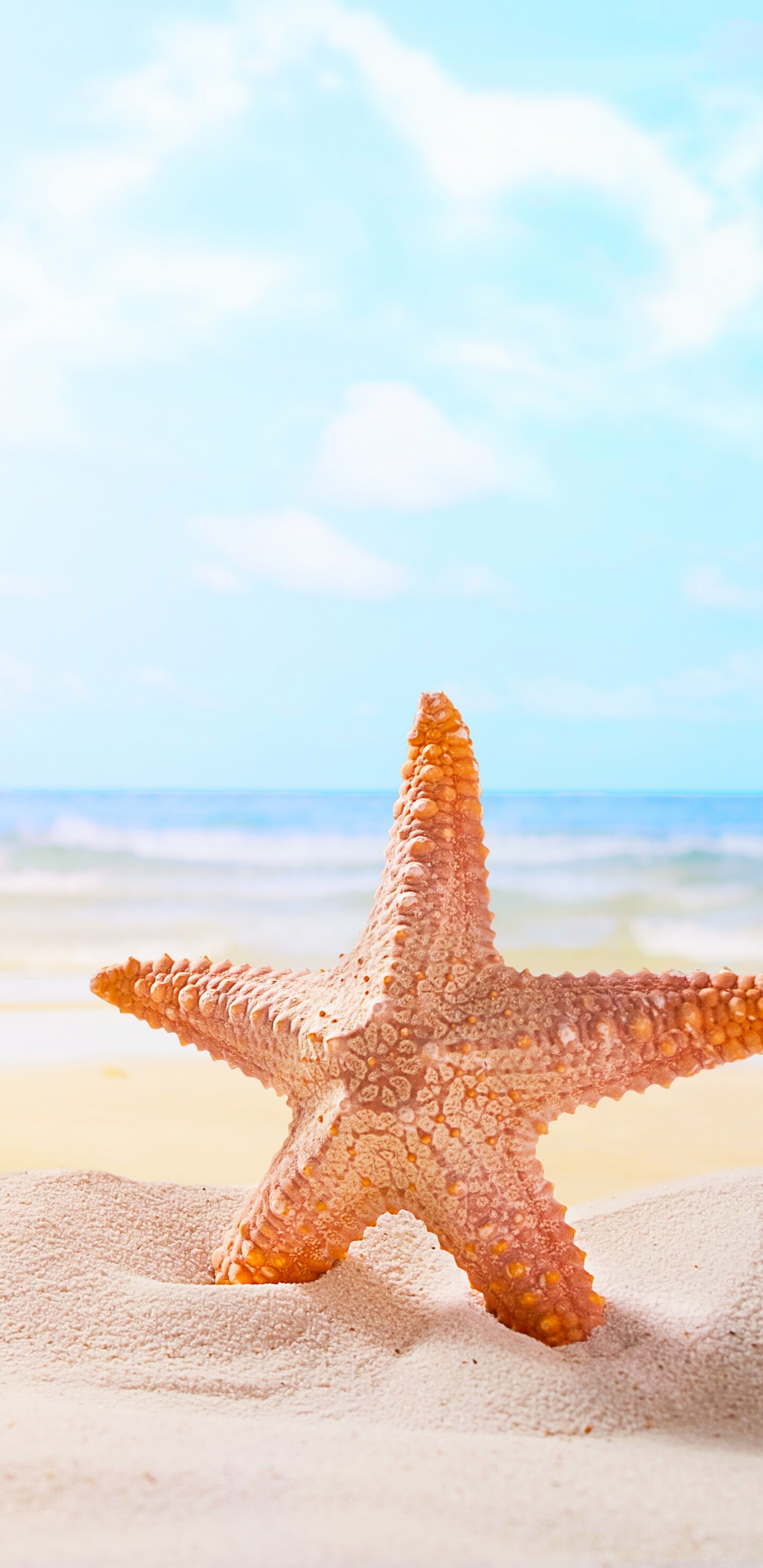 Sand starfish beach wallpaper, Samsung Galaxy S8, 1440x2960 HD Phone