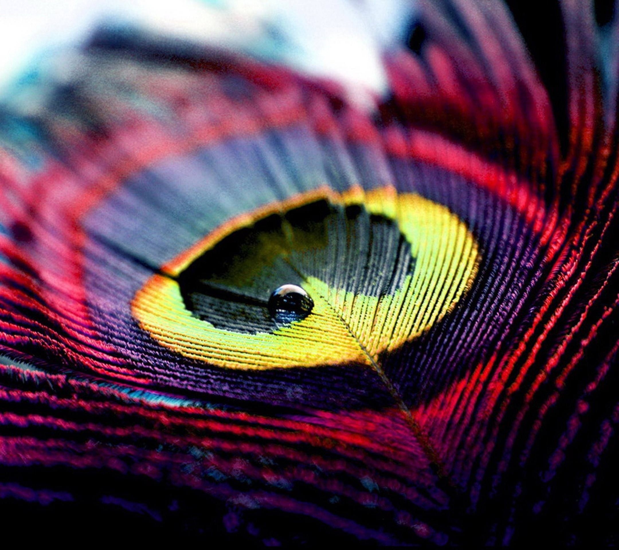Peacock feather ocellus, Dewdrop on feather, Iridescent purple barbs, HD Desktop wallpaper