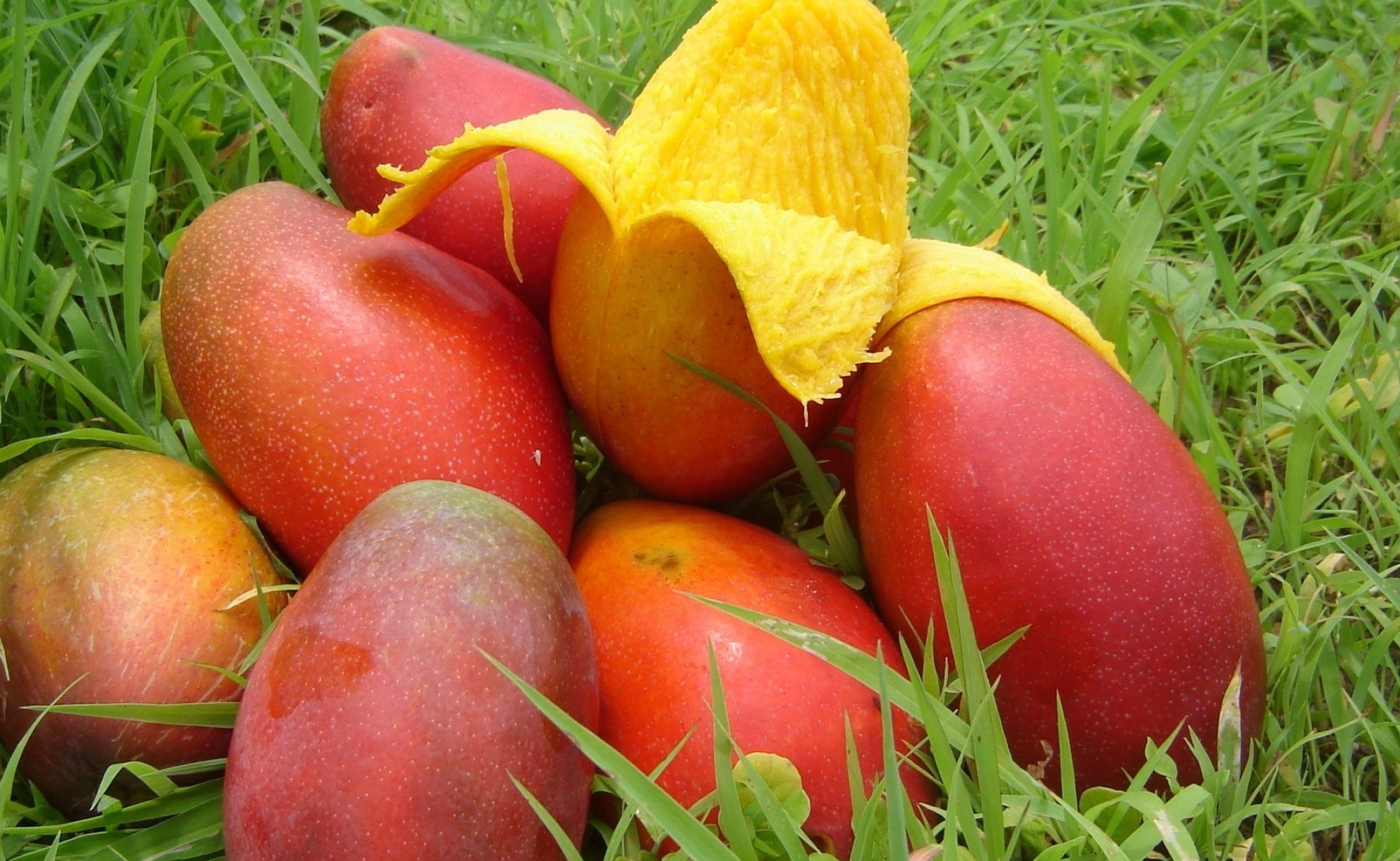 Pile of juicy mangoes, Abundance of fruit, Rich colors, Summertime goodness, 2050x1260 HD Desktop