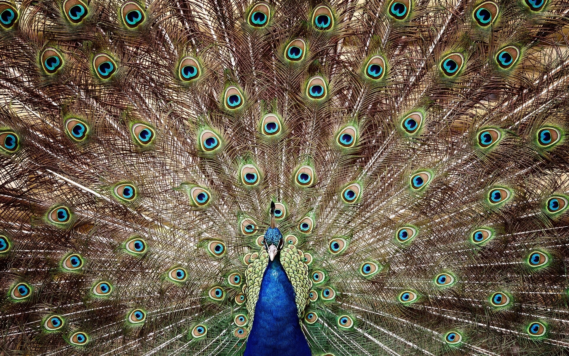 Amazing tail, Peacock wallpaper, Animal wallpapers, Beauty, 1920x1200 HD Desktop