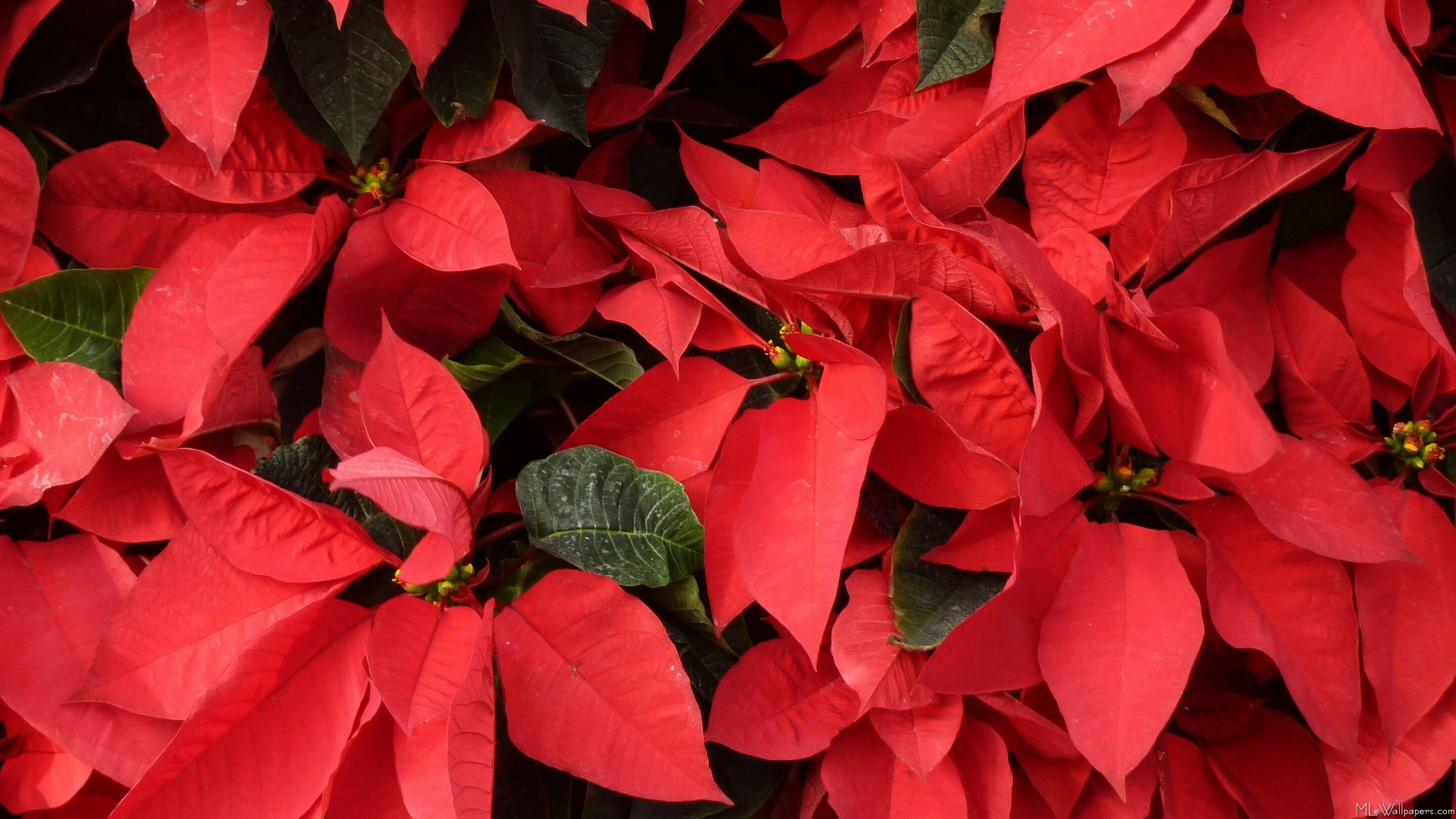 Red poinsettias, MLE Wallpapers, Festive atmosphere, Stunning flora, 2950x1660 HD Desktop