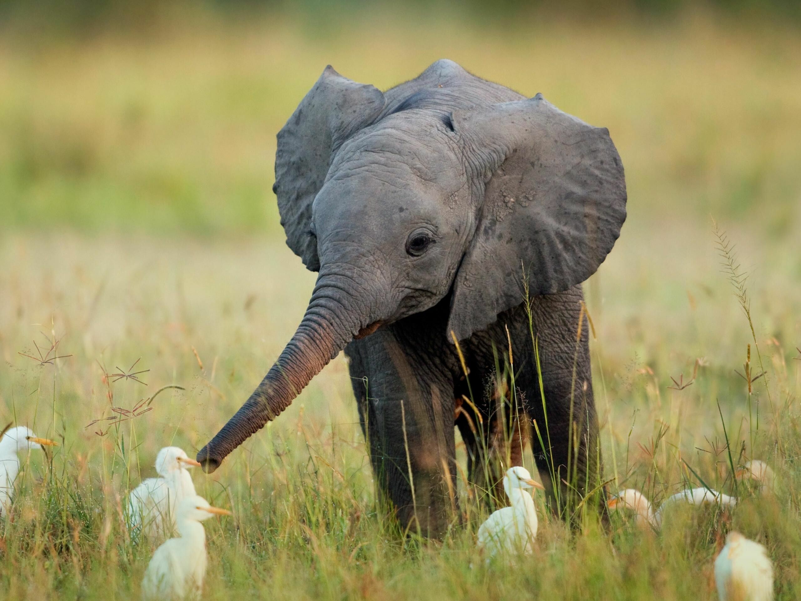 Baby elephant, Elephants Wallpaper, 2560x1920 HD Desktop