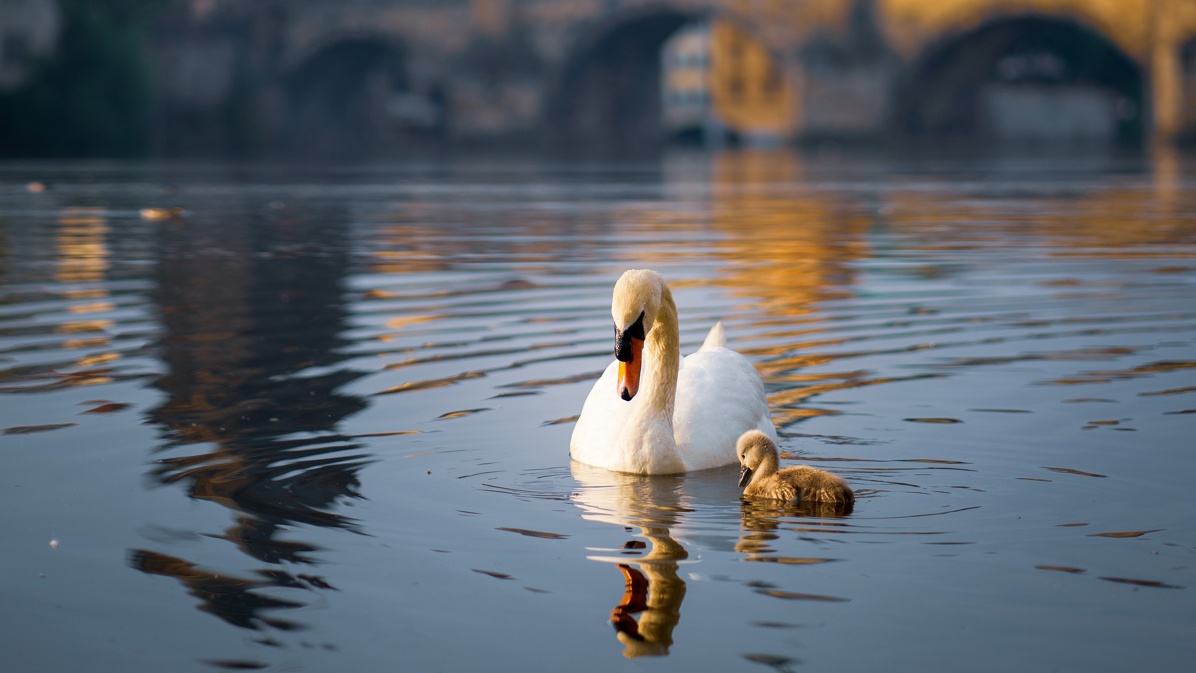 Mute swan 4K, Ultra wallpaper swan, Ultra wallpaper swan, Mute swan, 3840x2160 4K Desktop