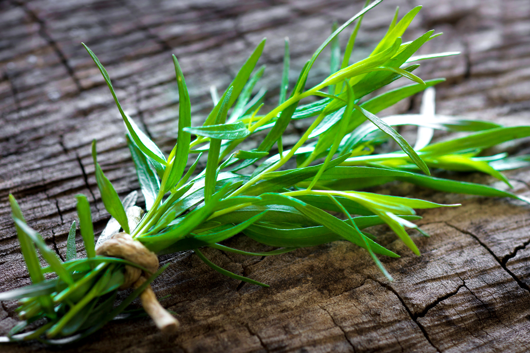 Tarragon herb, Beifu plant overview, Characteristics of the plant, Obi, 2130x1420 HD Desktop