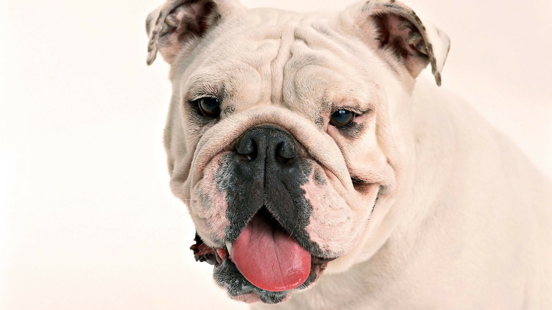 Bulldog, English Bulldog wallpapers, Expert, 1920x1080 Full HD Desktop