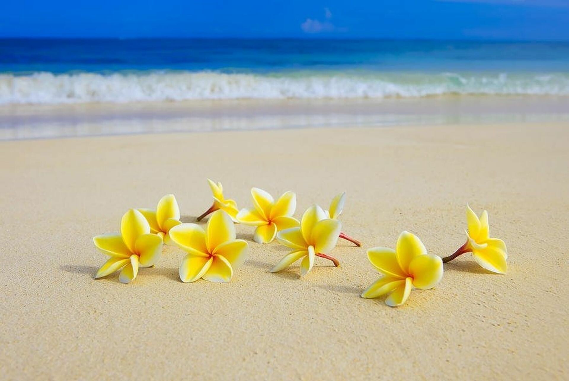 Beach, Frangipani Flowers Wallpaper, 1920x1290 HD Desktop