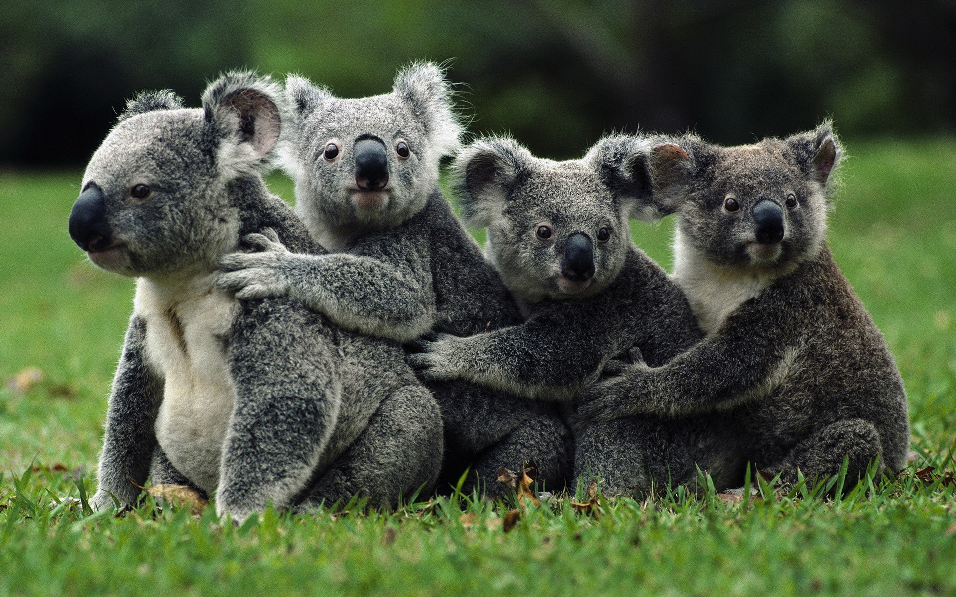 Koalas, Family Wallpaper, 1920x1200 HD Desktop