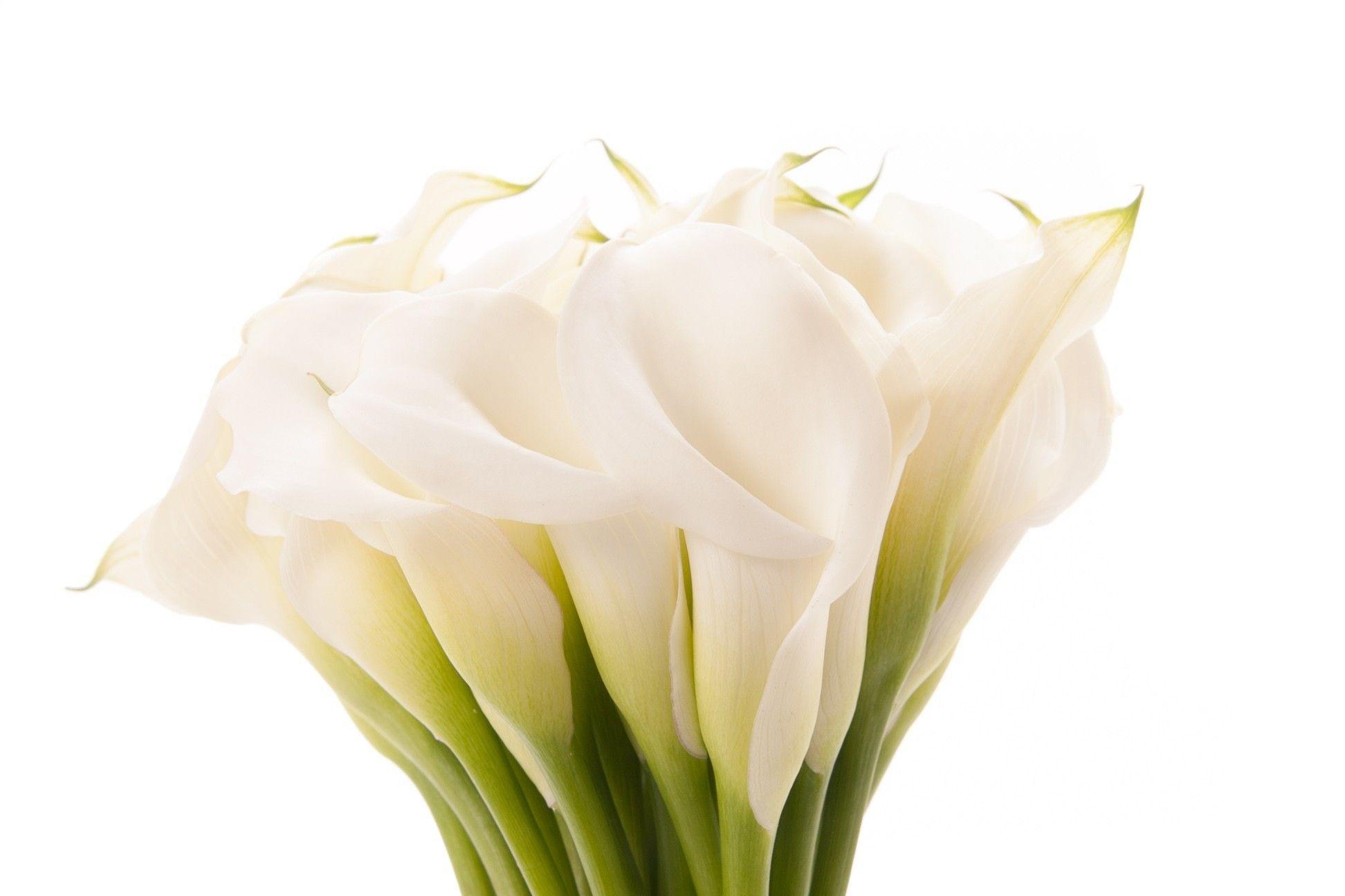 Calla Lily, Beautiful wallpapers, Elegant blooms, Nature's jewel, 1950x1300 HD Desktop