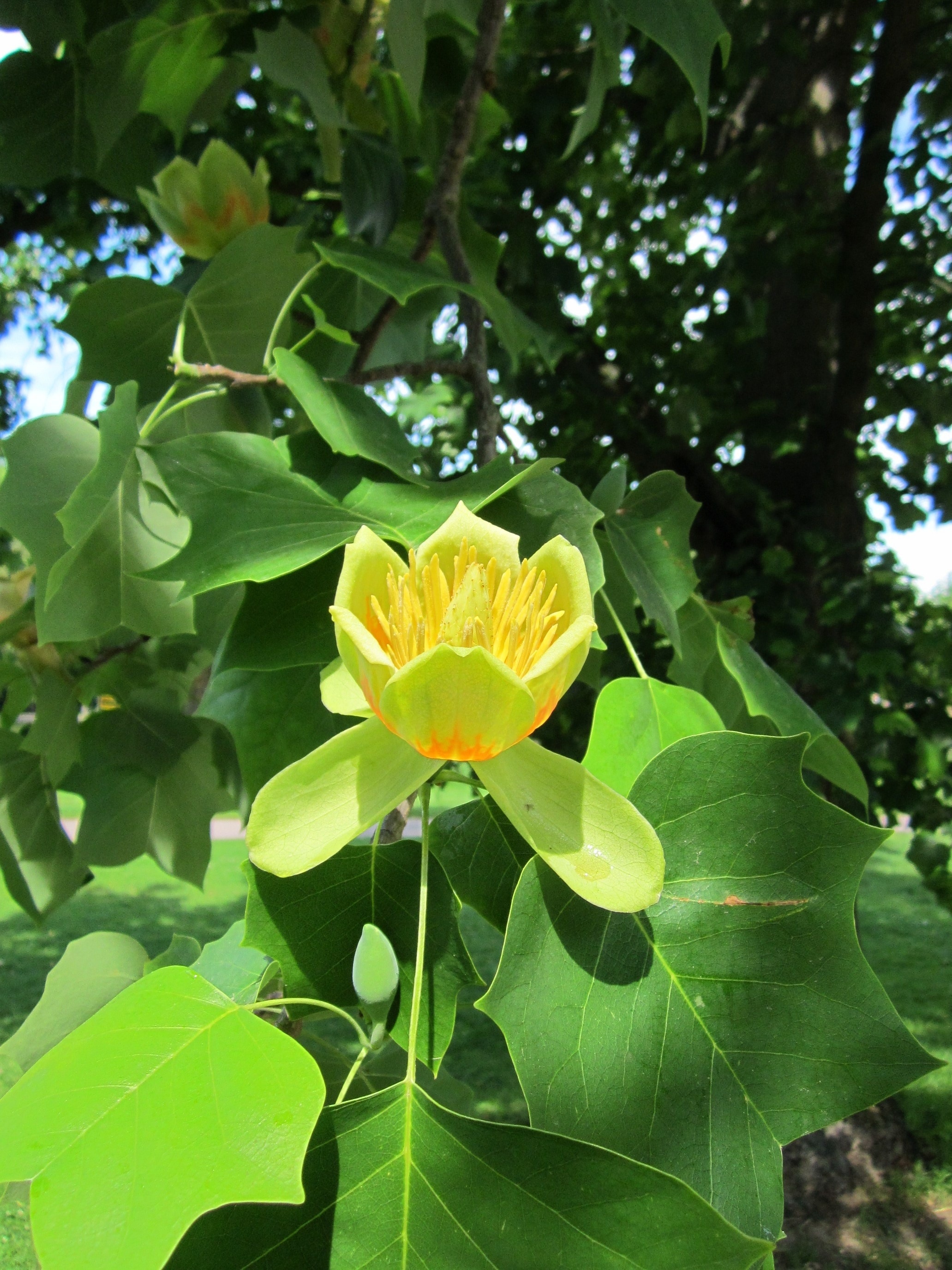 Yellow Flower Tree, Free Image, Peakpx, 2070x2750 HD Phone