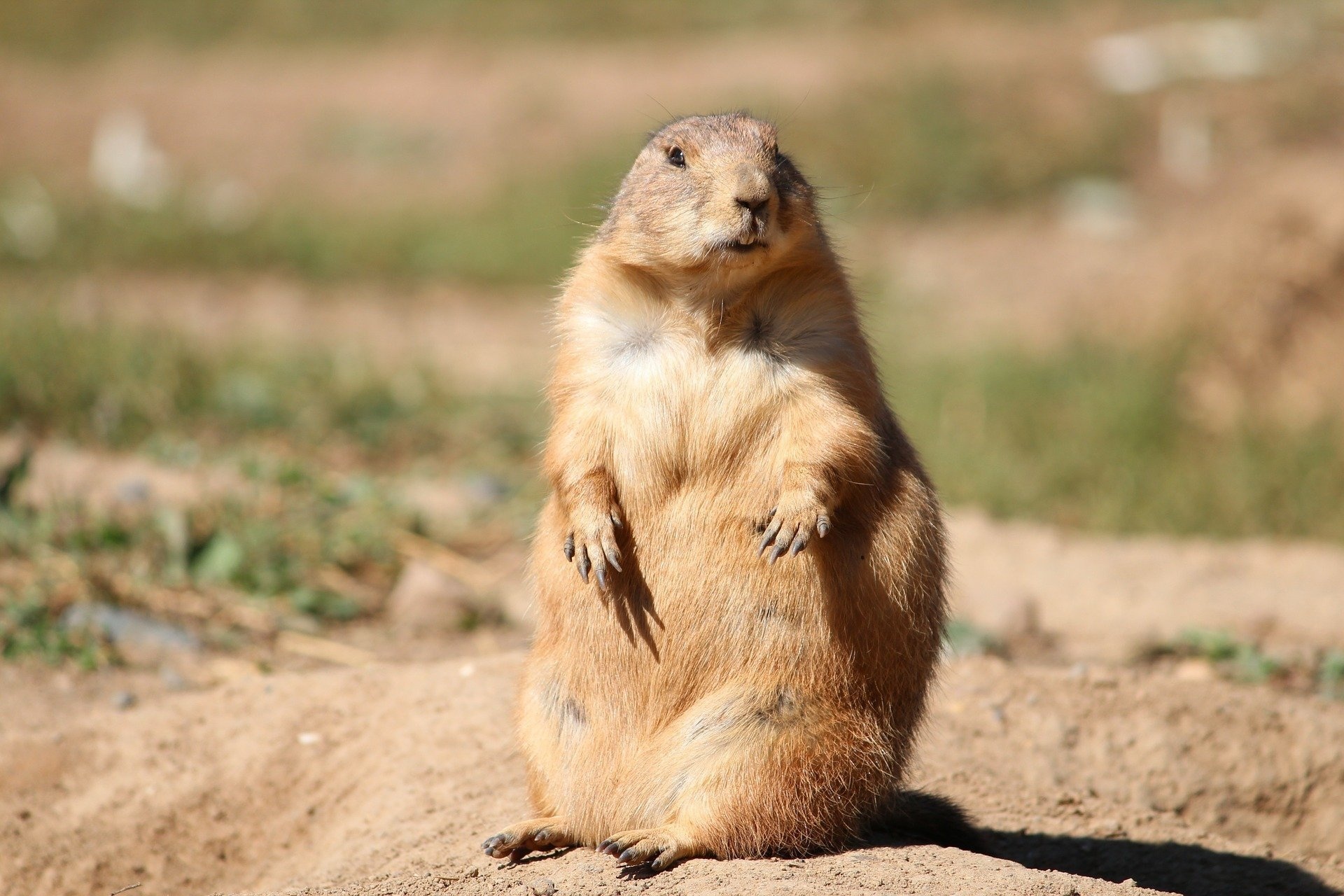 Groundhog, prairie dog, animals, 1920x1280 HD Desktop