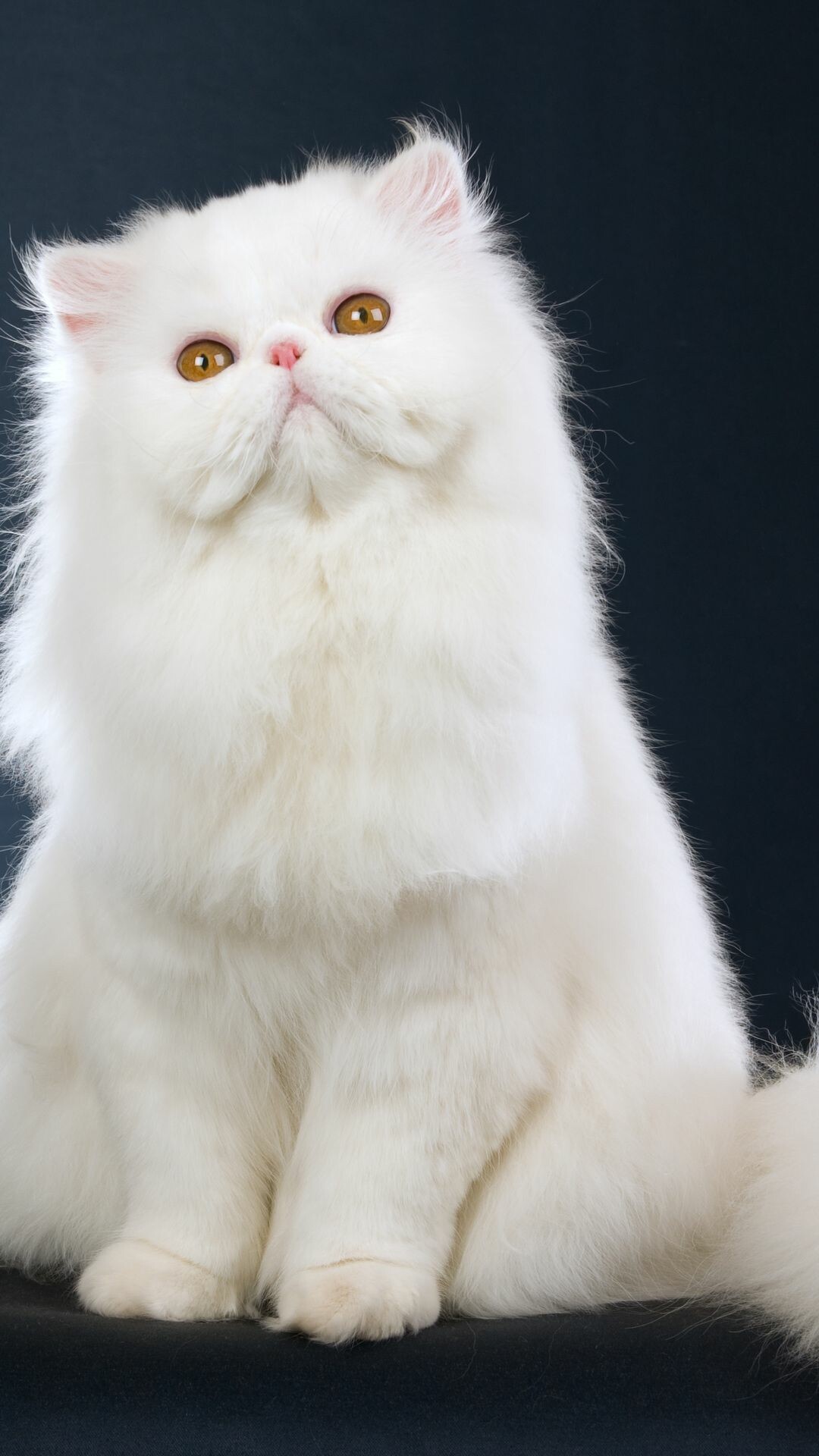 Persian Cat, White beauty, Elegant pose, Captivating eyes, 1080x1920 Full HD Phone