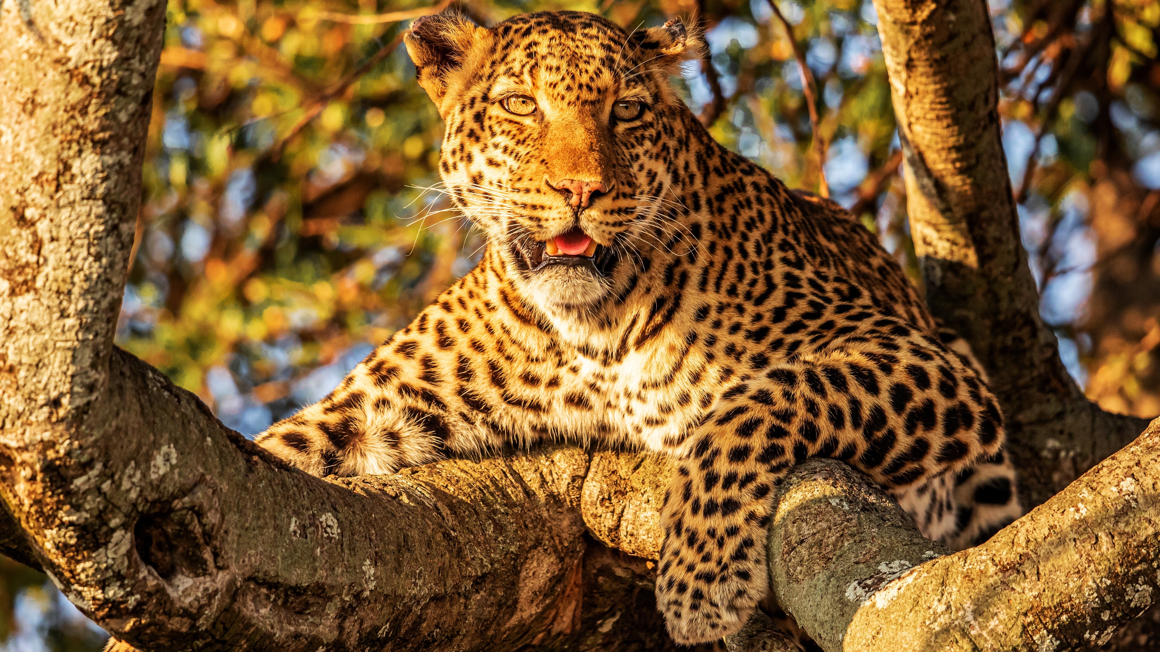 The African, Leopards Wallpaper, 3840x2160 4K Desktop