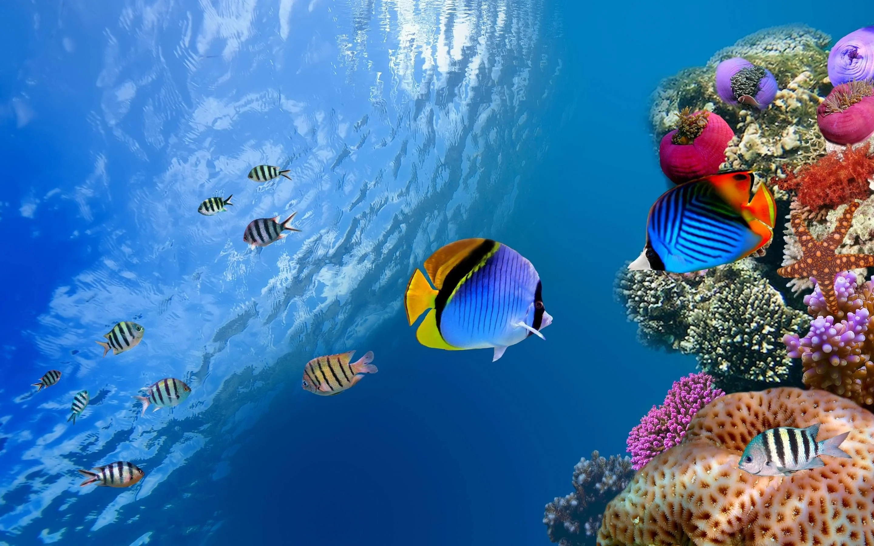 Graceful angelfish, Laptop screen, Vibrant wallpapers, Marine life, 2880x1800 HD Desktop