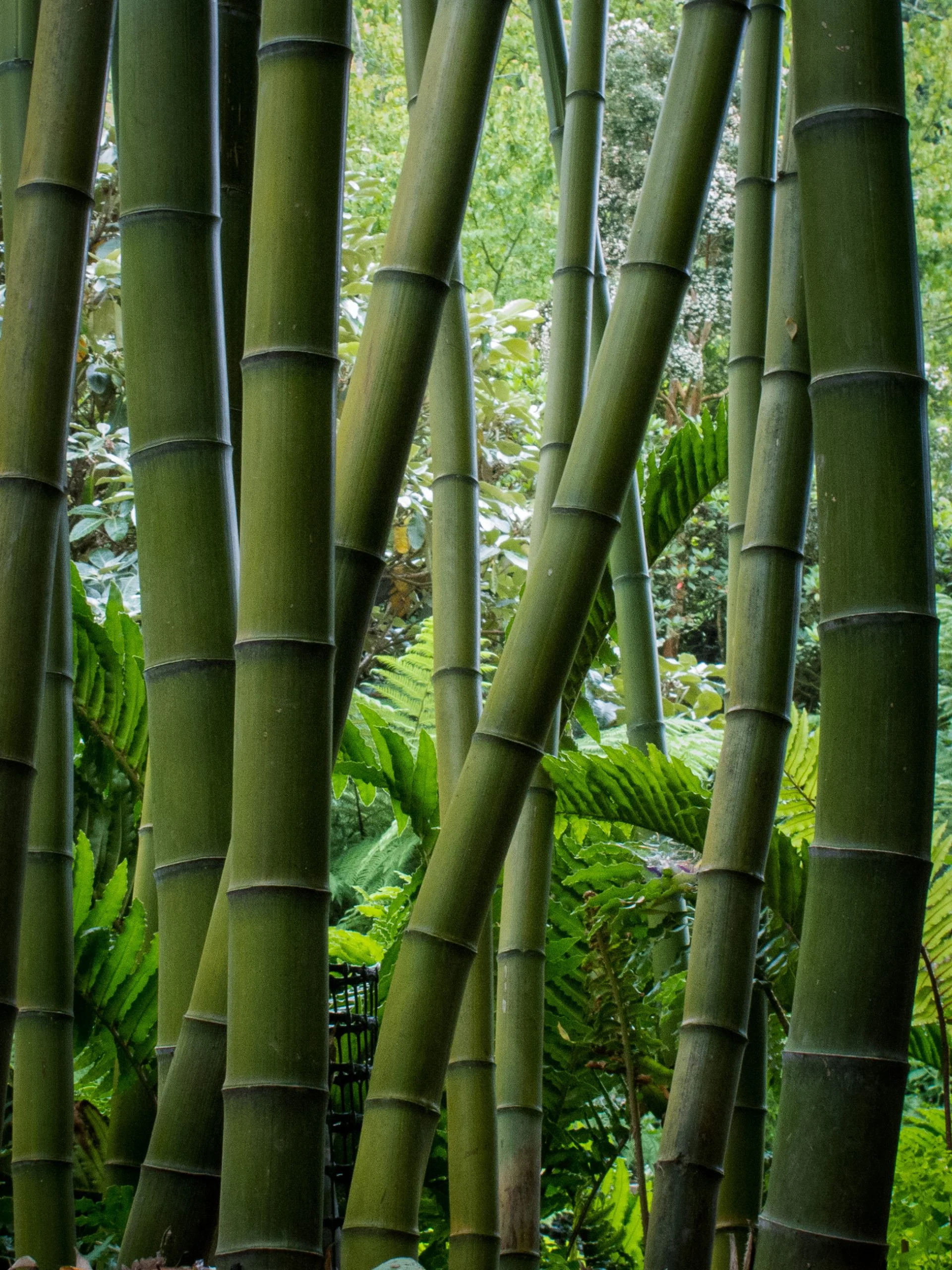 The Palm Center UK, Bamboo Wallpaper, 1920x2560 HD Phone