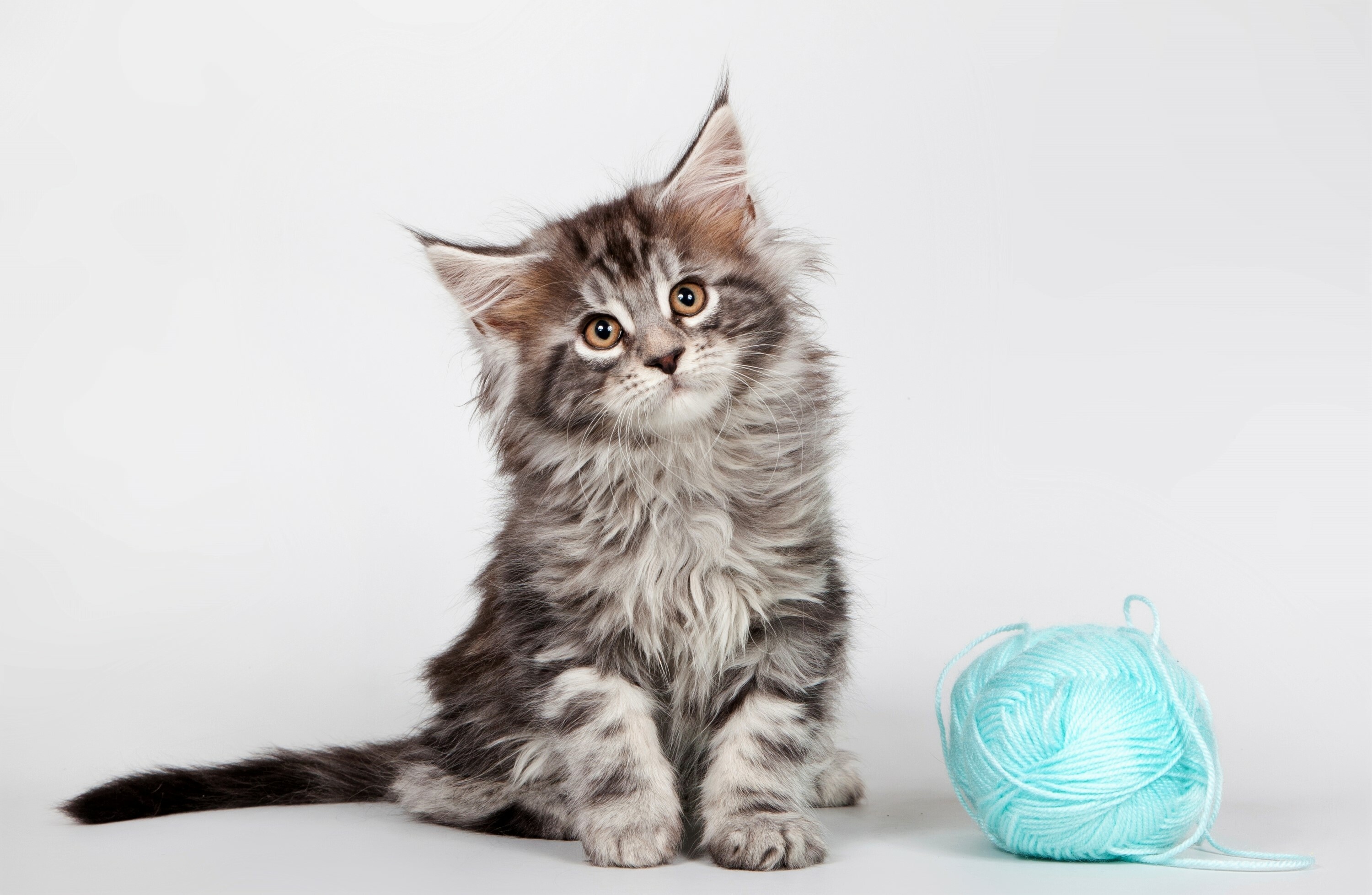 Maine Coon