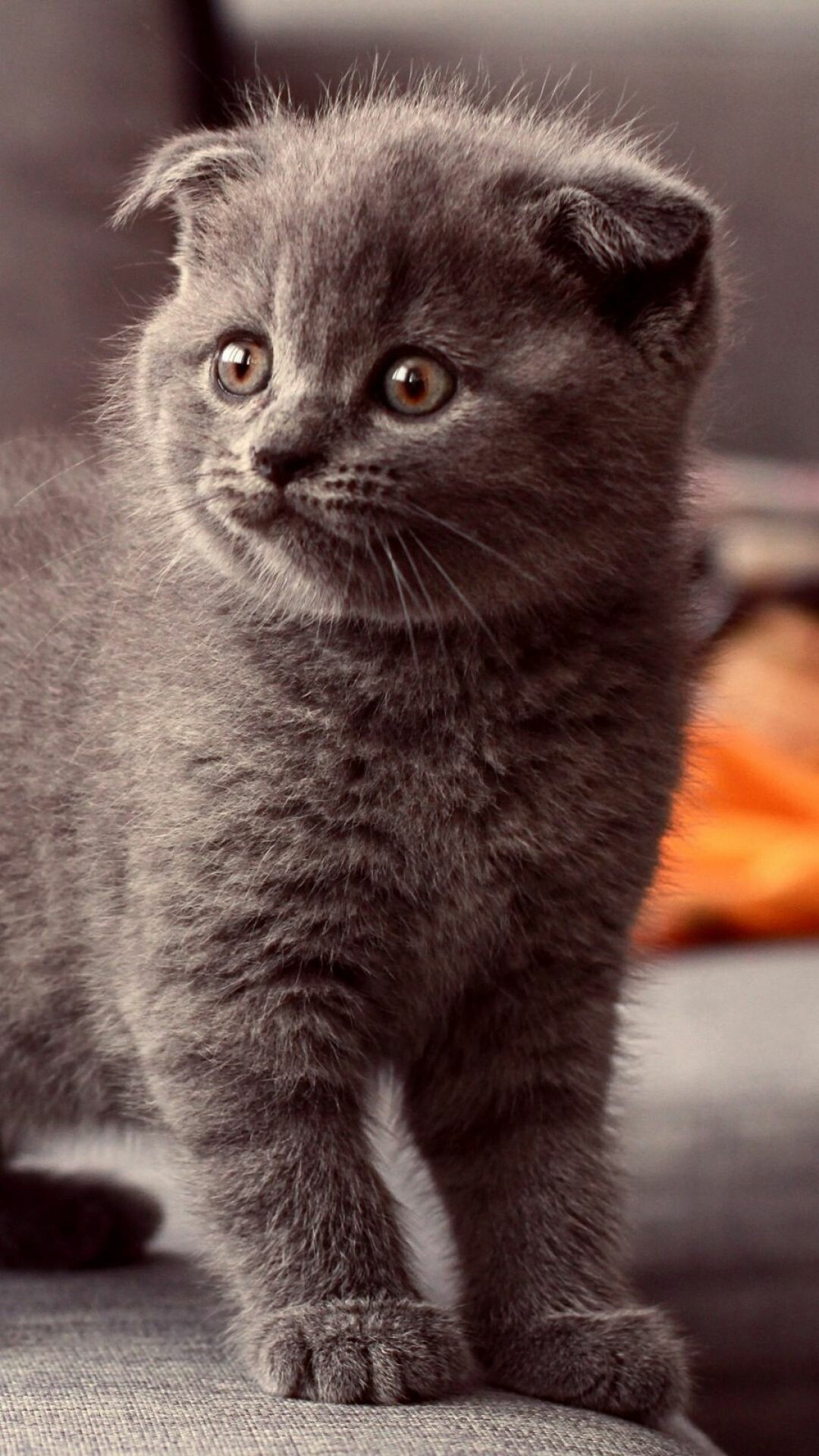 Scottish Fold, Gray cat, Sony Xperia Z1, HD background, 1080x1920 Full HD Phone