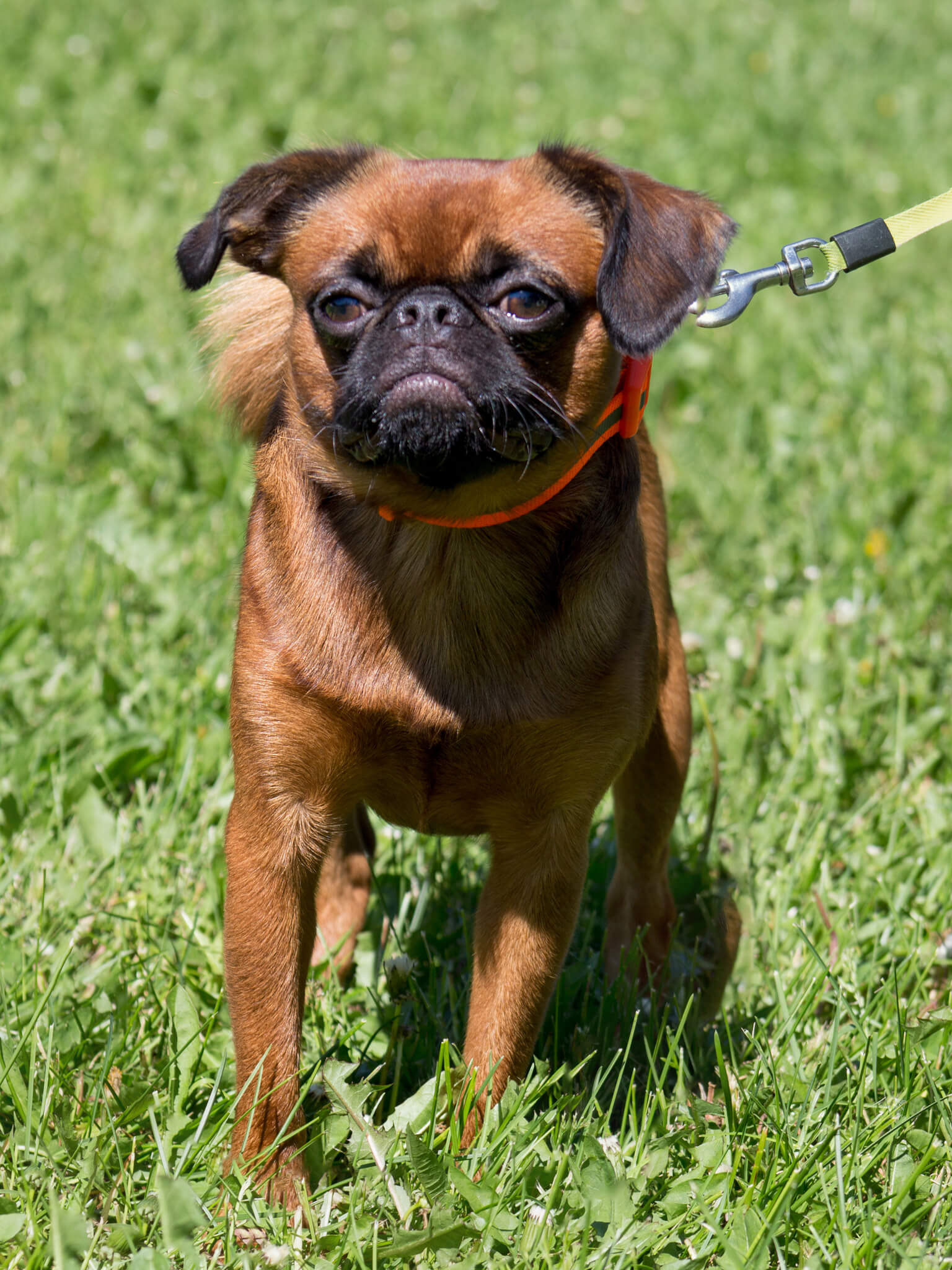 Brussels Griffon, Training course, Dog behavior, Obedience training, 1540x2050 HD Phone