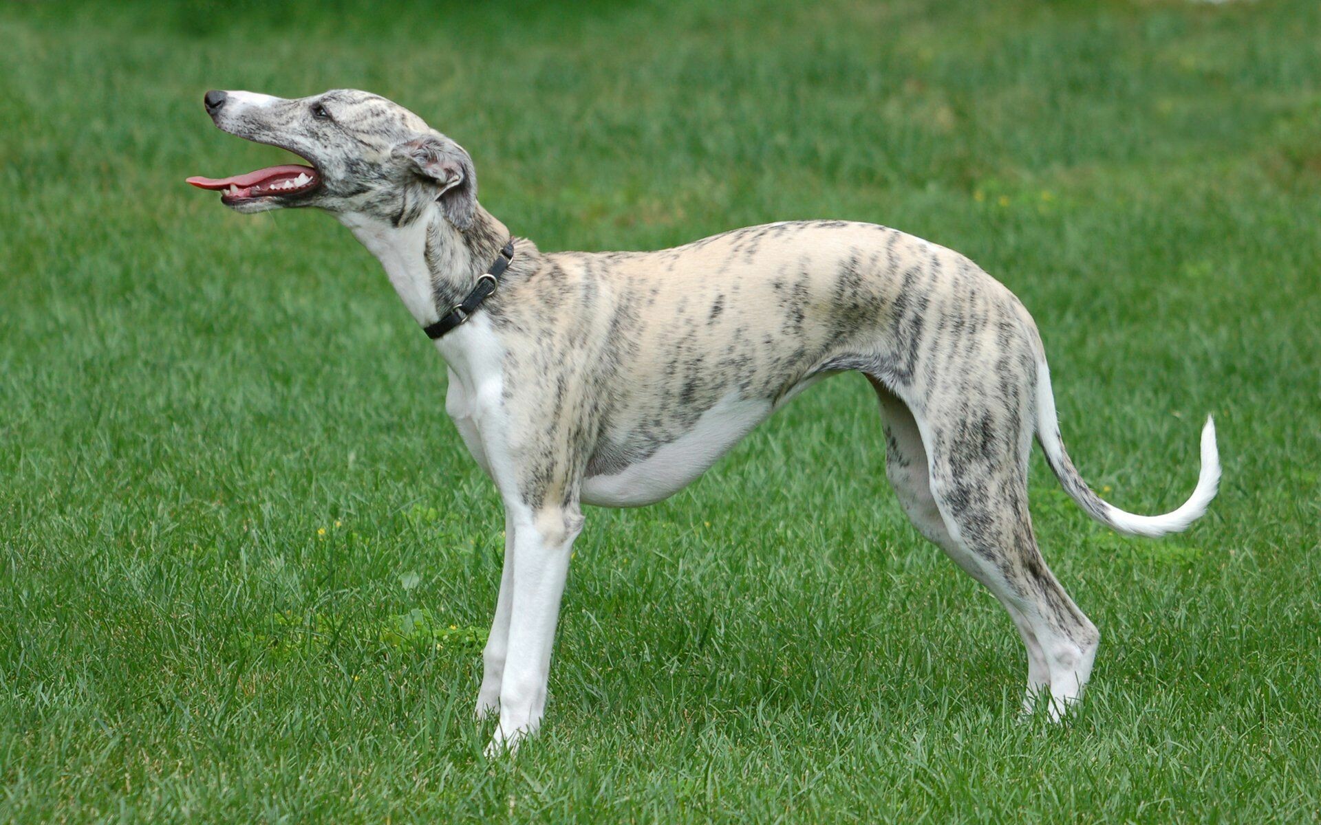 Whippet dog, Elegantly graceful, Speed and agility, Beautiful breed, 1920x1200 HD Desktop