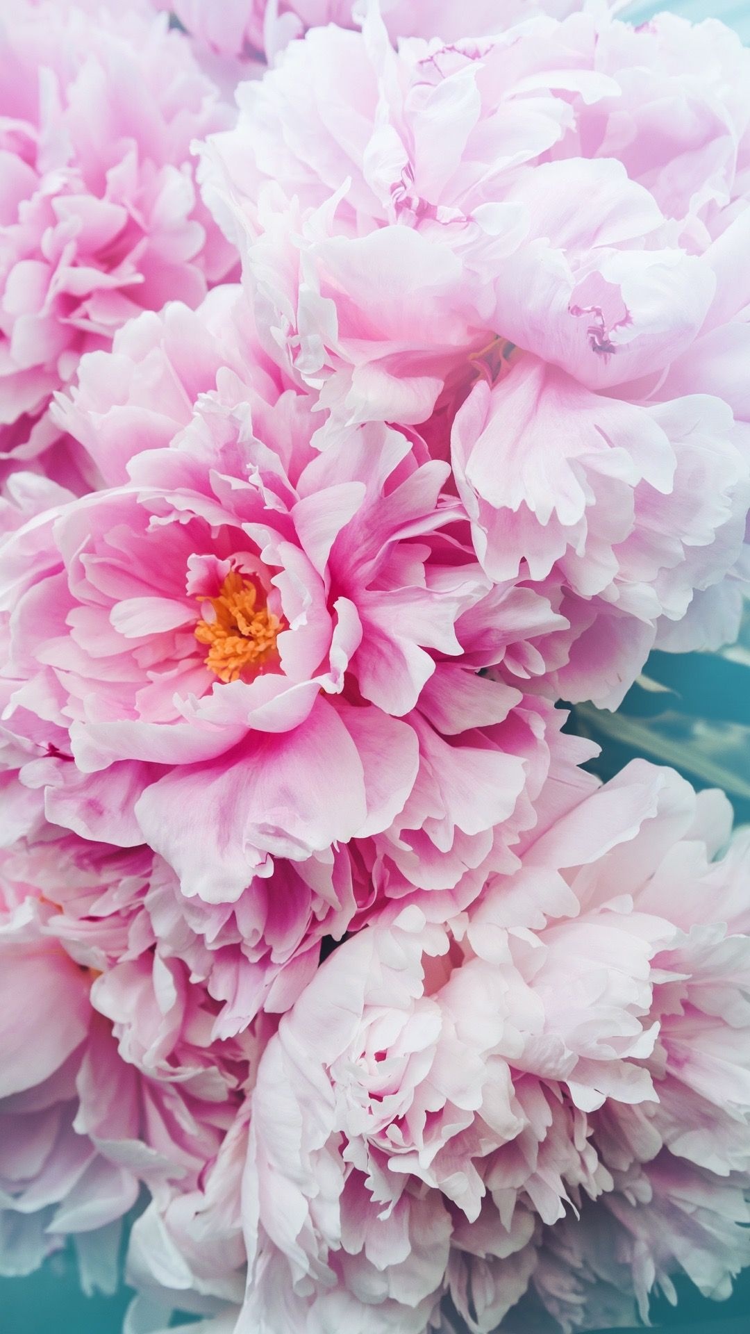 Bright pink peony blossoms, Golden stamen crown, Turquoise painted backdrop, Full HD Phone wallpaper