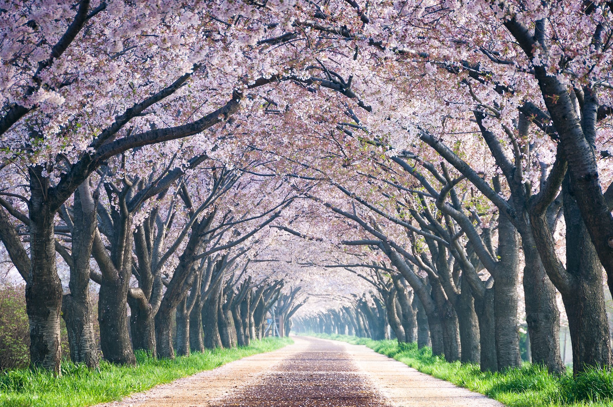 Cherry blossom tree tunnel, Blooming sakura canopy, Petal-covered country road, HD Desktop wallpaper