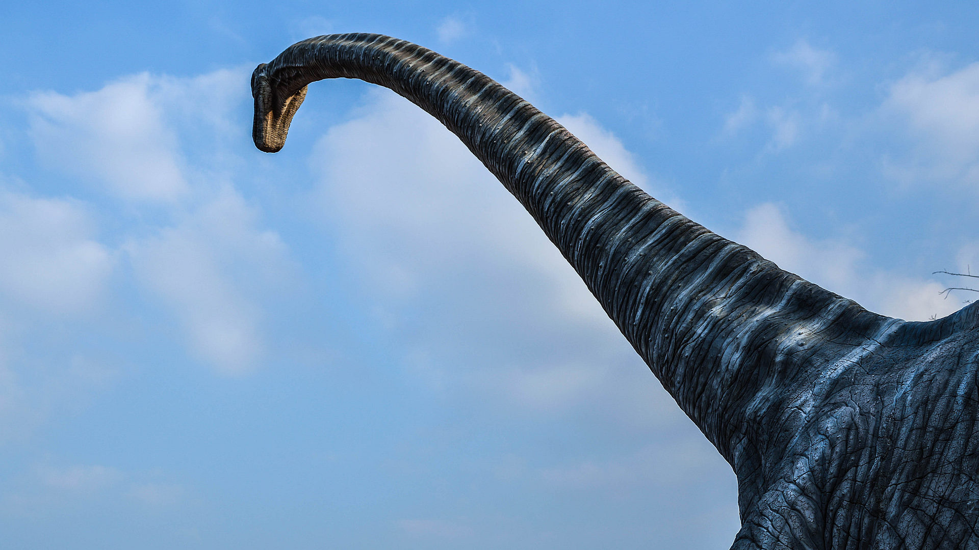 Brachiosaurus dinosaur wallpapers, HD desktop, Mobile backgrounds, Brachiosaurus, 1920x1080 Full HD Desktop