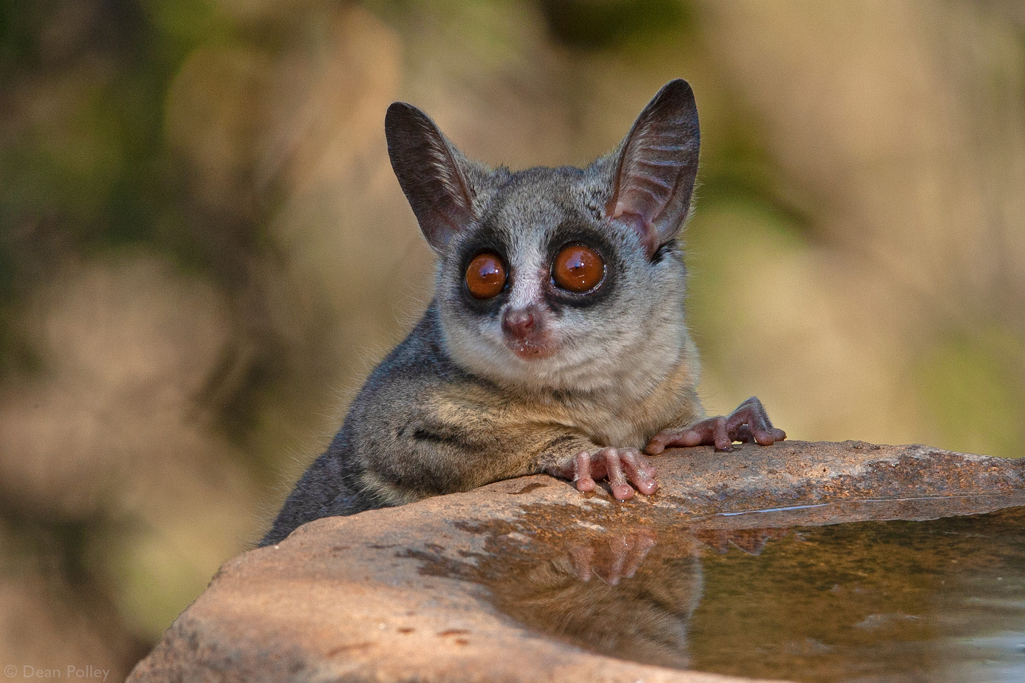 Bush Baby (Galago), Lesser galago species, African wildlife, Africa Geographic, 2000x1340 HD Desktop