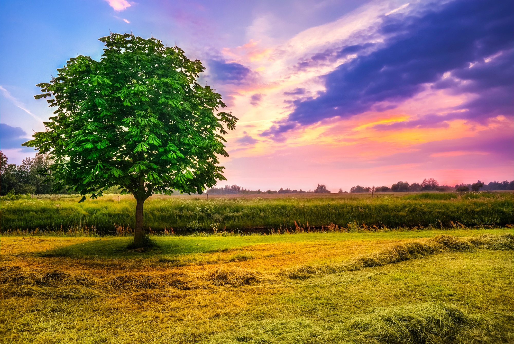 Chestnut Tree, Paddock scene, Rustic charm, Nature's retreat, 2000x1340 HD Desktop