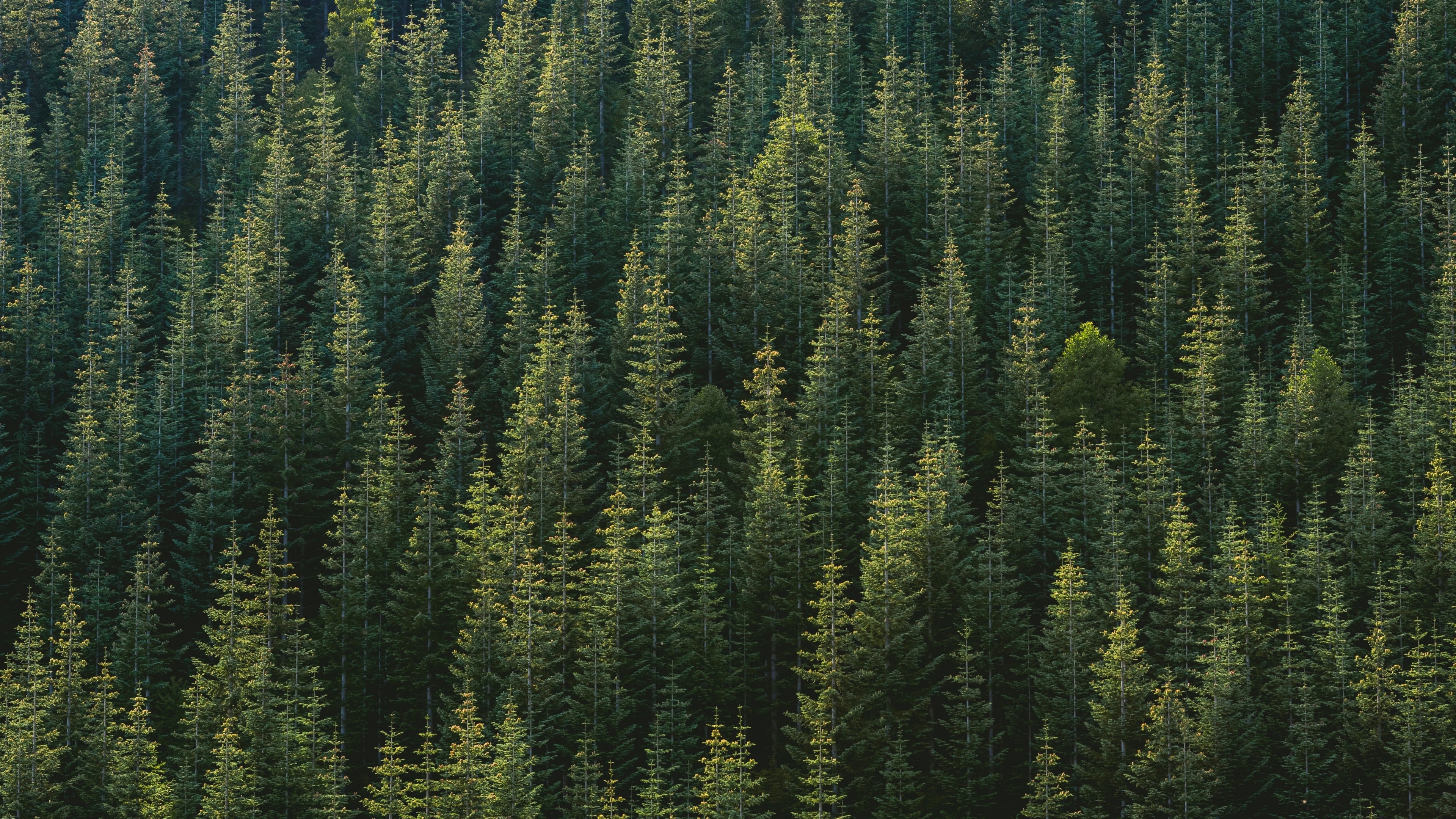 coniferous pine tree canopy, dense evergreen forest, spruce tree tops, 4K Desktop wallpaper