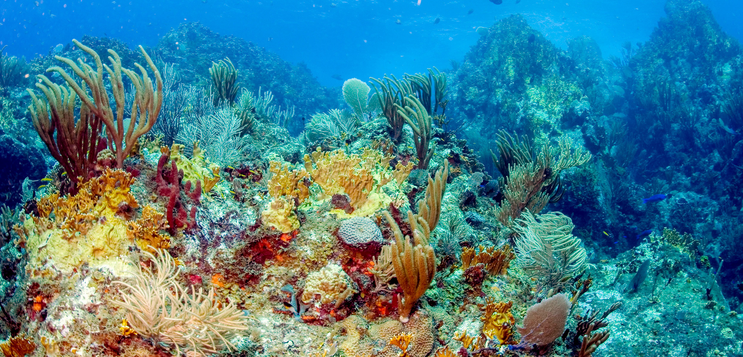 Caribbean Coral Reef Islands, Hurricane resilience, Coral reef survival, Hakai Magazine, 2500x1210 Dual Screen Desktop