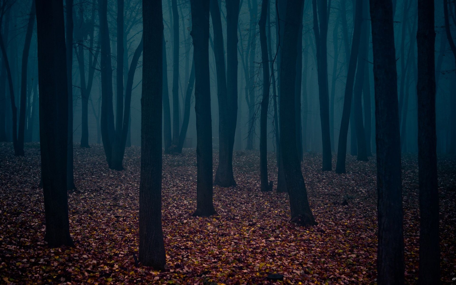 dense foggy woodland, autumn leaf-covered ground, eerie blue mist, HD Desktop wallpaper