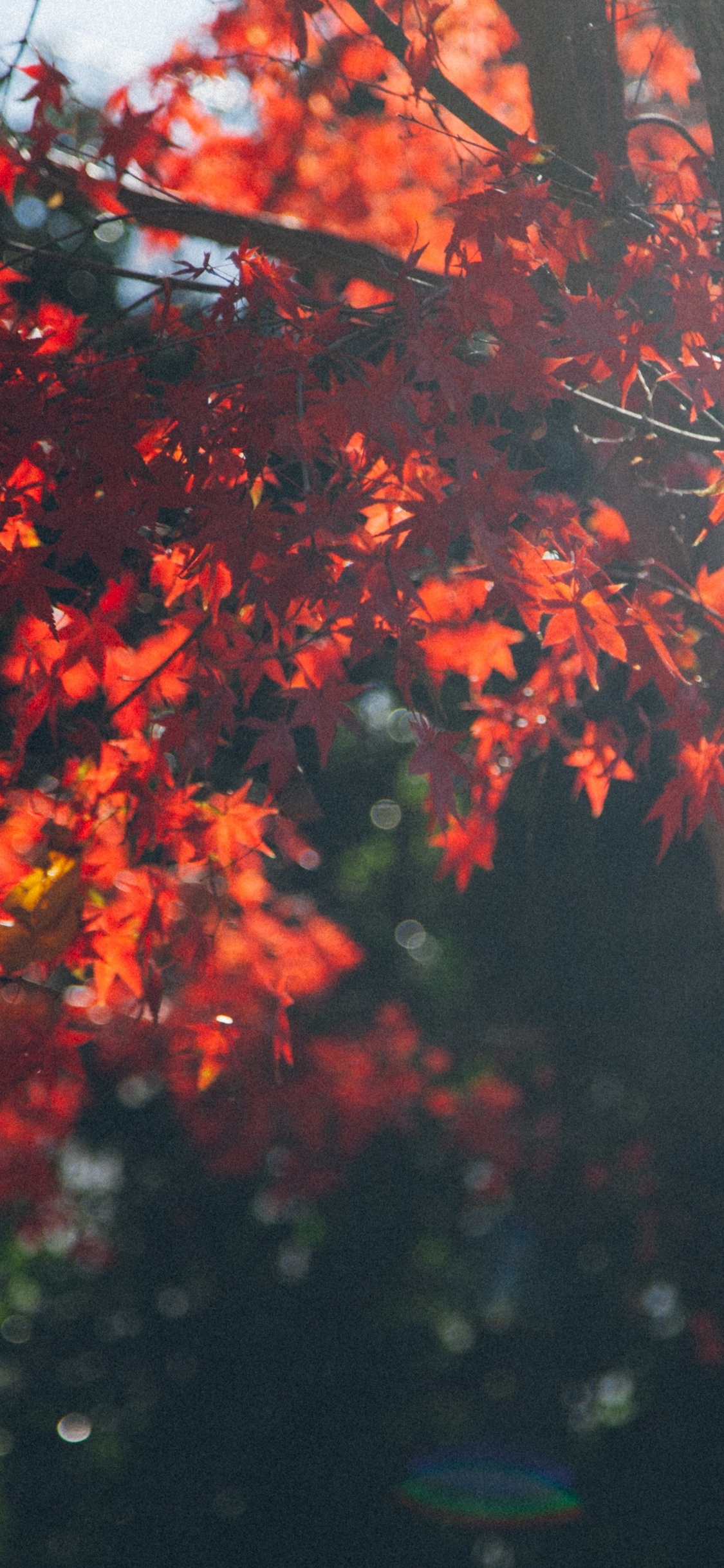 Maple leaf tree, Vibrant colors, Nature's canopy, Majestic beauty, 1130x2440 HD Phone