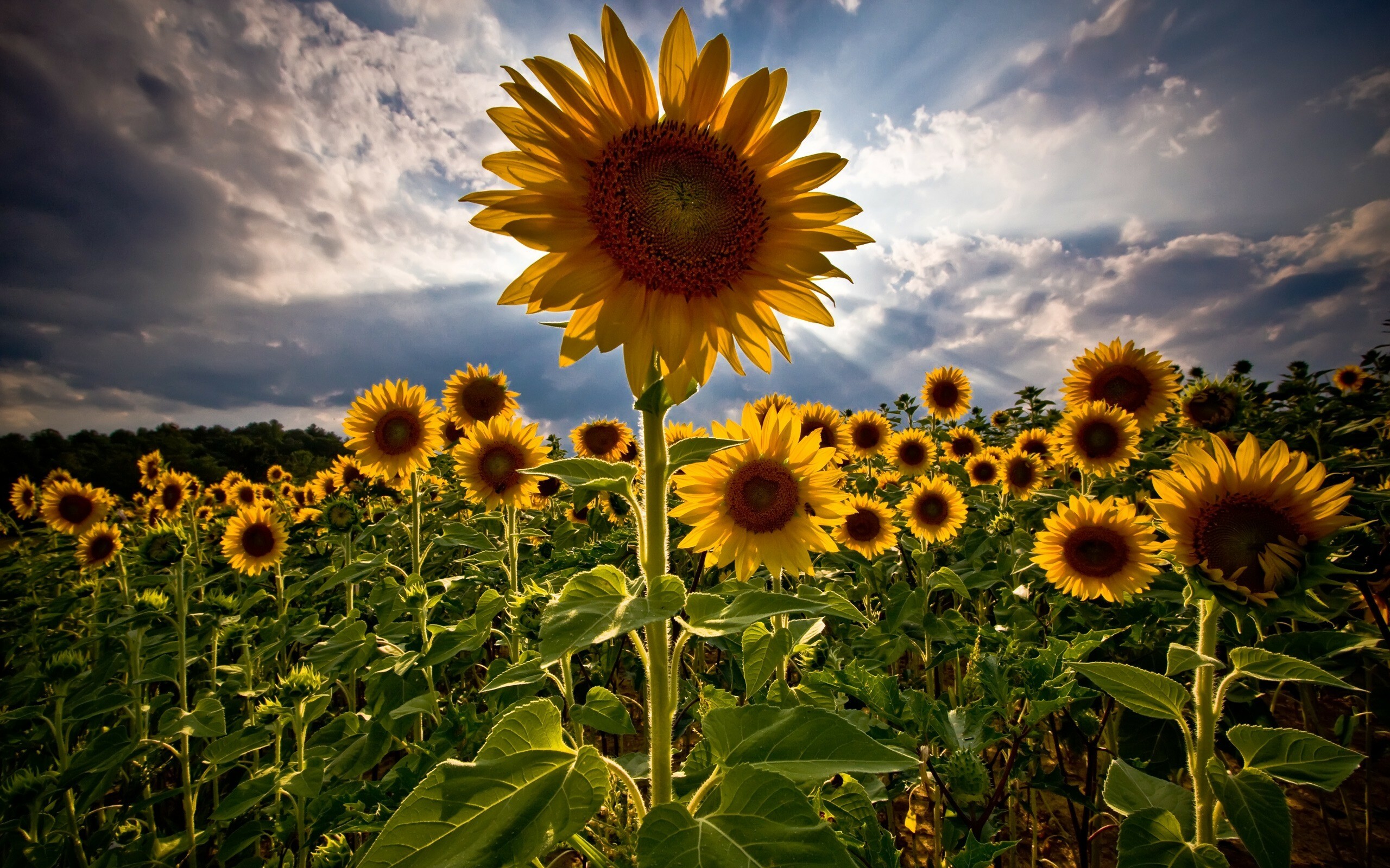 Sunflower wallpaper, Airwallpaper, 2560x1600 HD Desktop